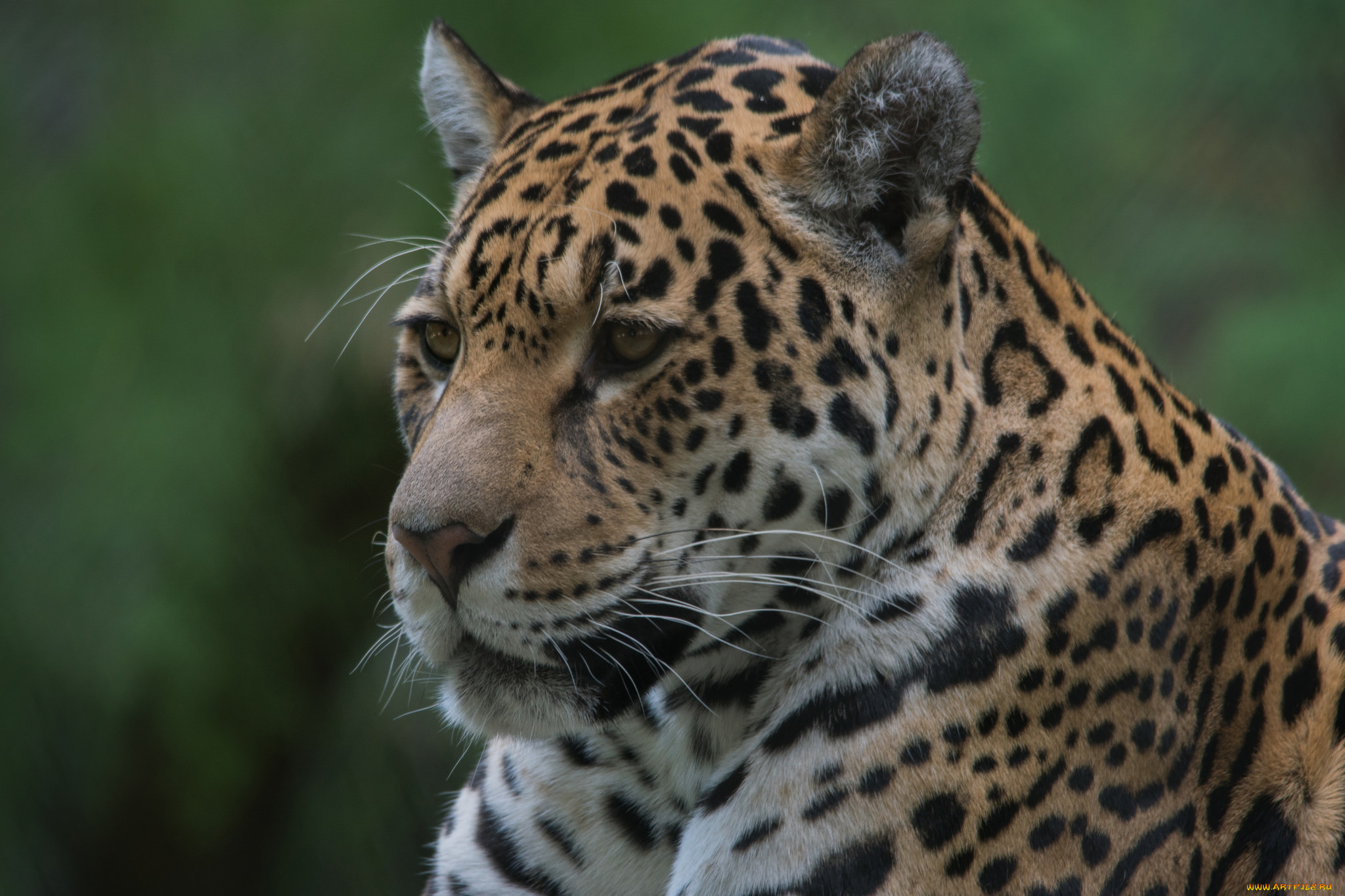 животные, Ягуары, взгляд, морда, ягуар, кошка