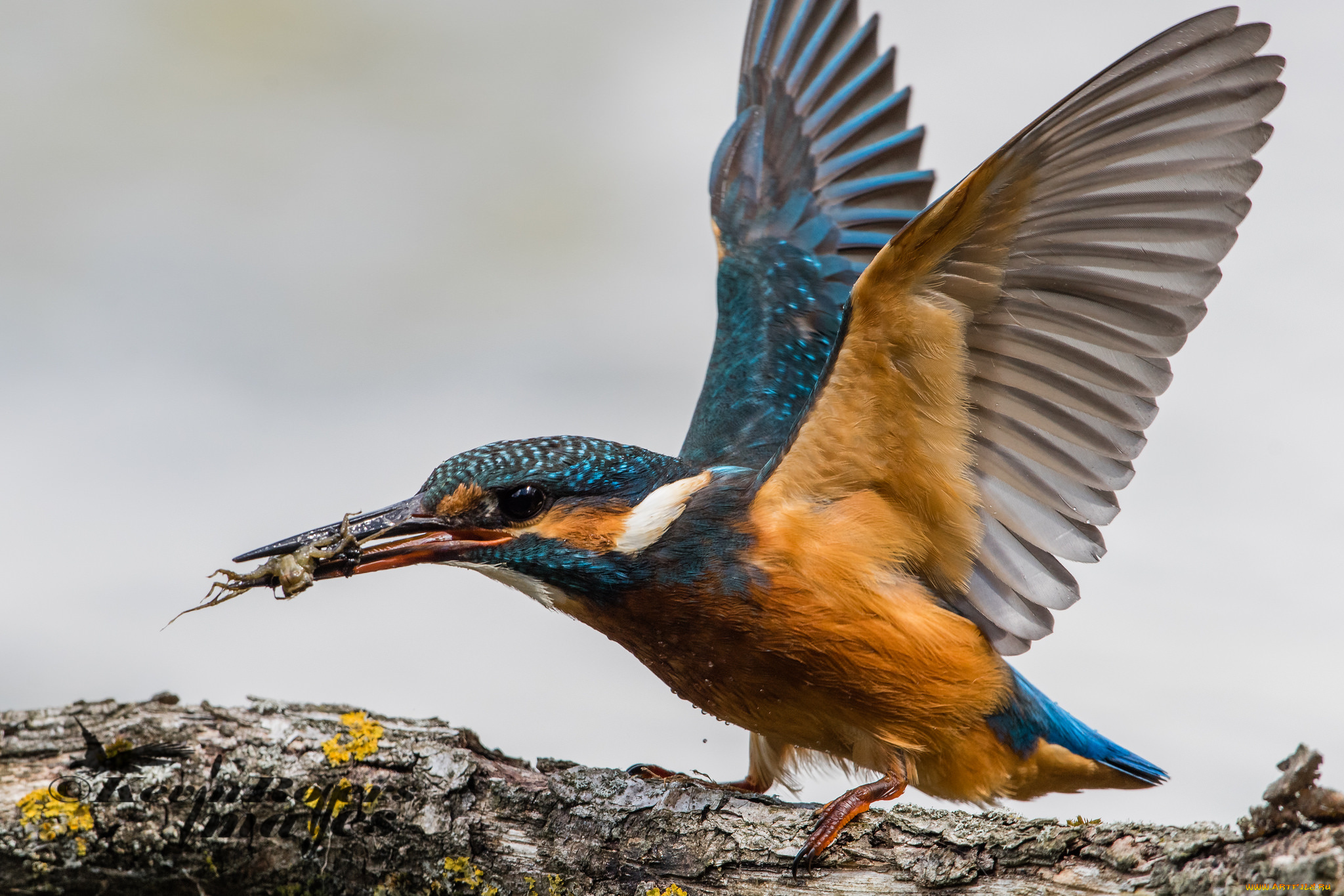 животные, зимородки, природа, зимородок, птица, перышки