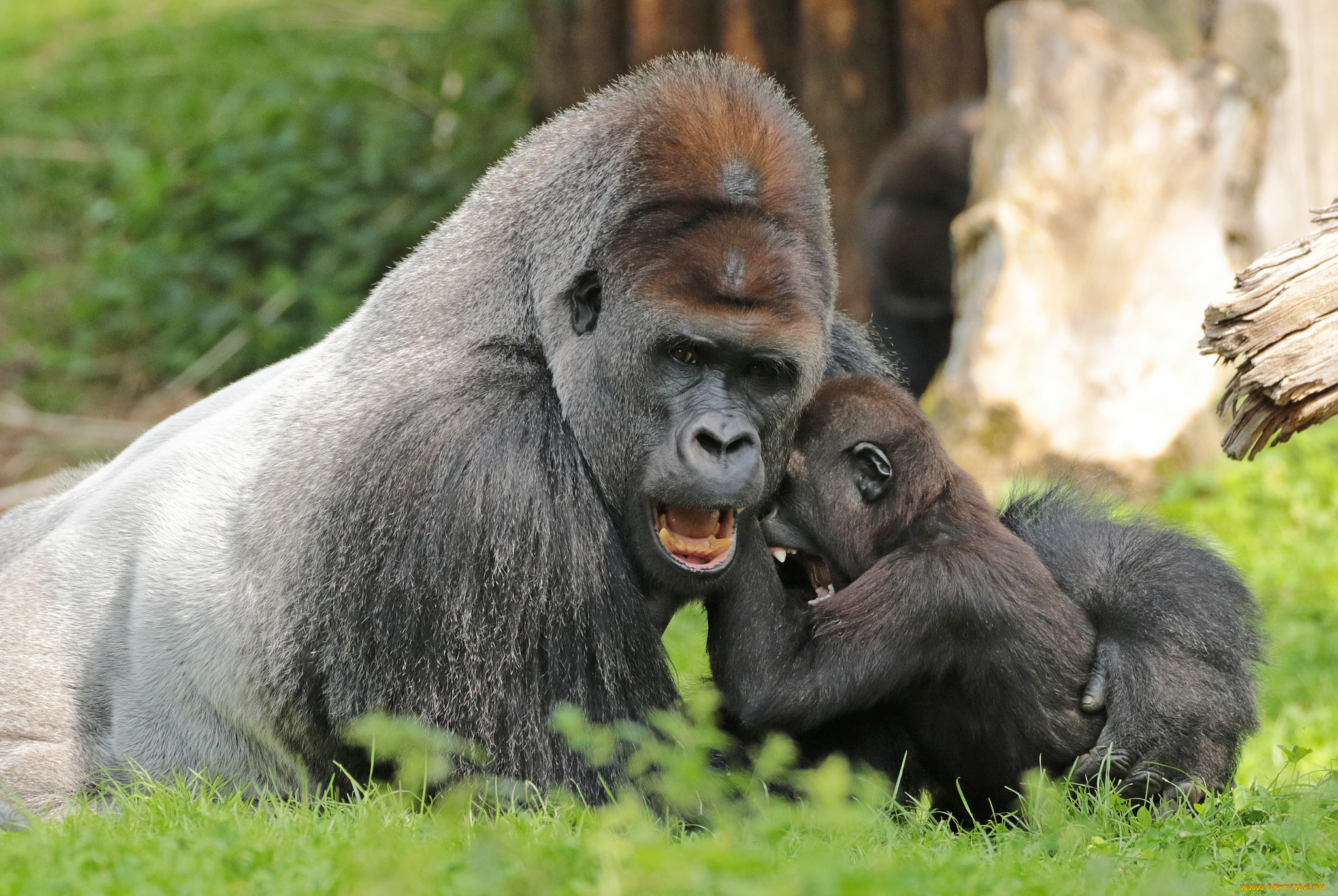 животные, обезьяны, природа, малыш, мама, животное, большой, обезьяна