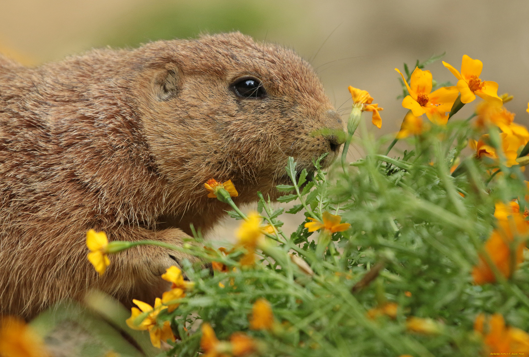 животные, -, другое, цветы, трава, природа, нутрия