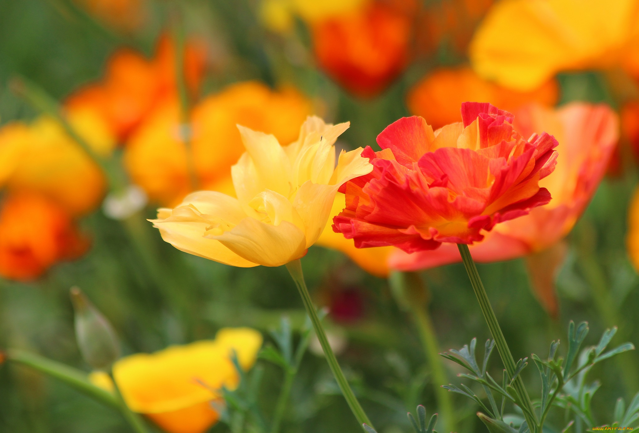 цветы, эшшольция, , калифорнийский, мак, цветение, клумба, красота, природа, лето, эшшольция, дача