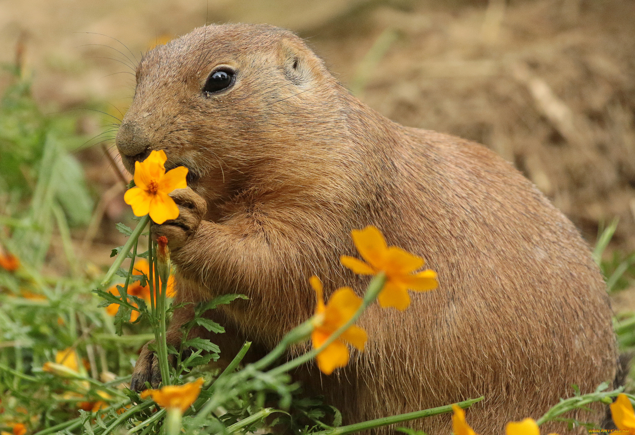 животные, -, другое, трава, нутрия, цветы, природа