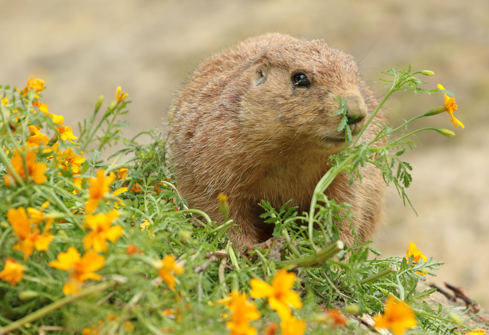 животные, -, другое, нутрия, цветы, трава, природа