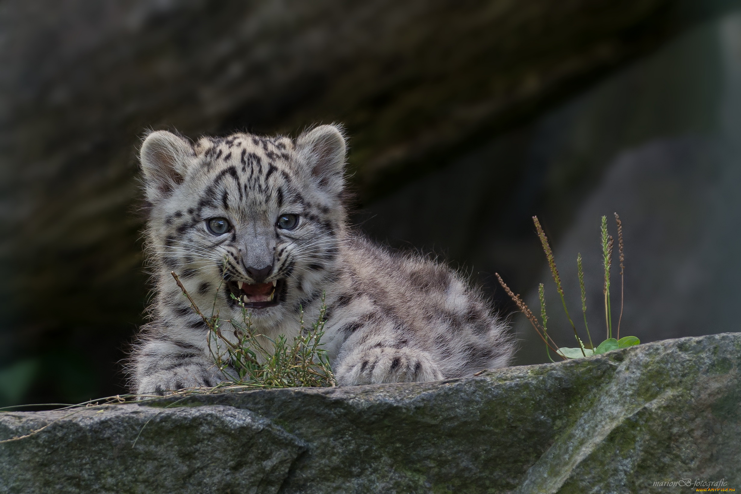 животные, снежный, барс, , ирбис, морда, кошка, снежный, барс