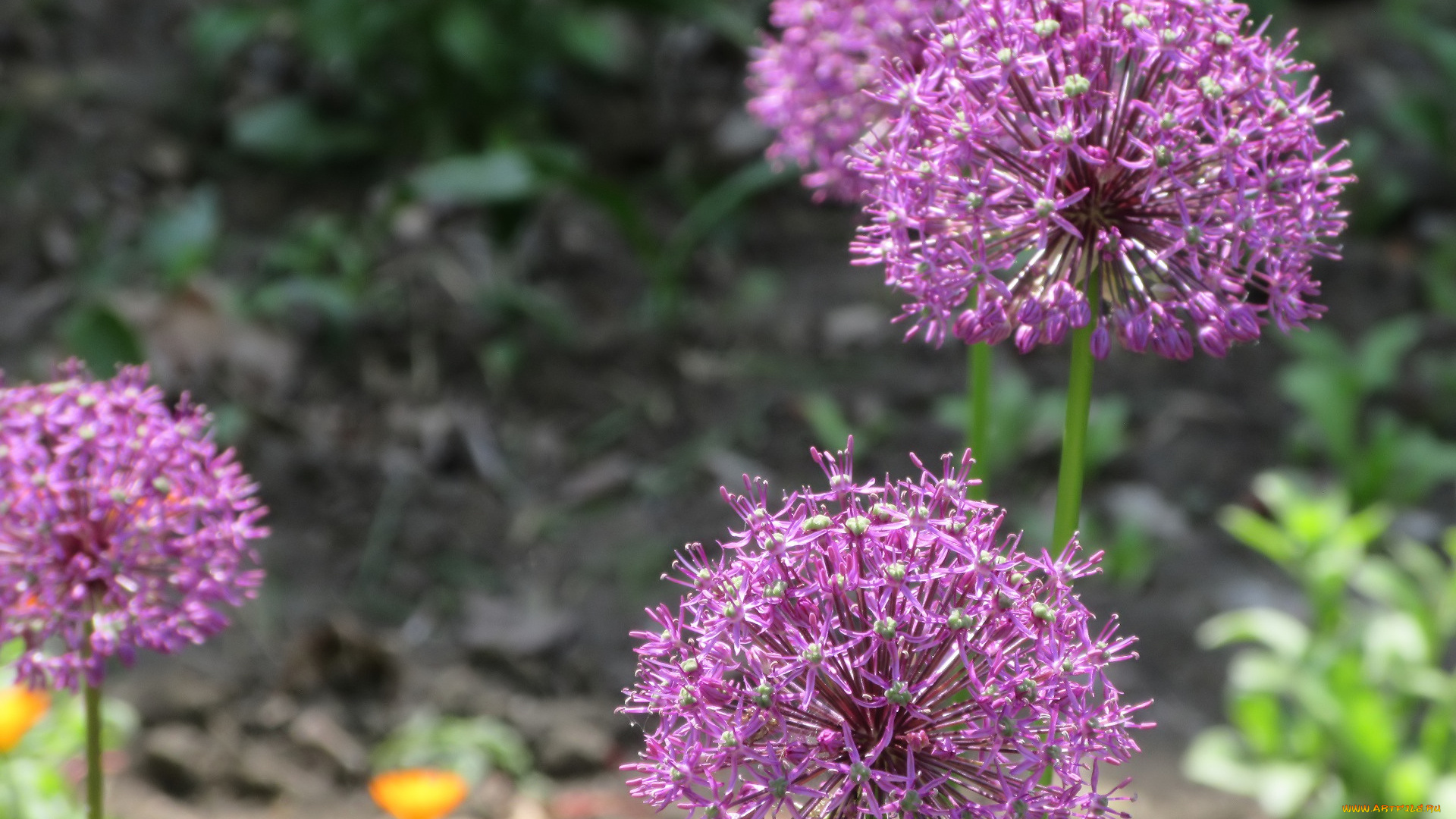 цветы, аллиум, , декоративный, лук, весна, 2018