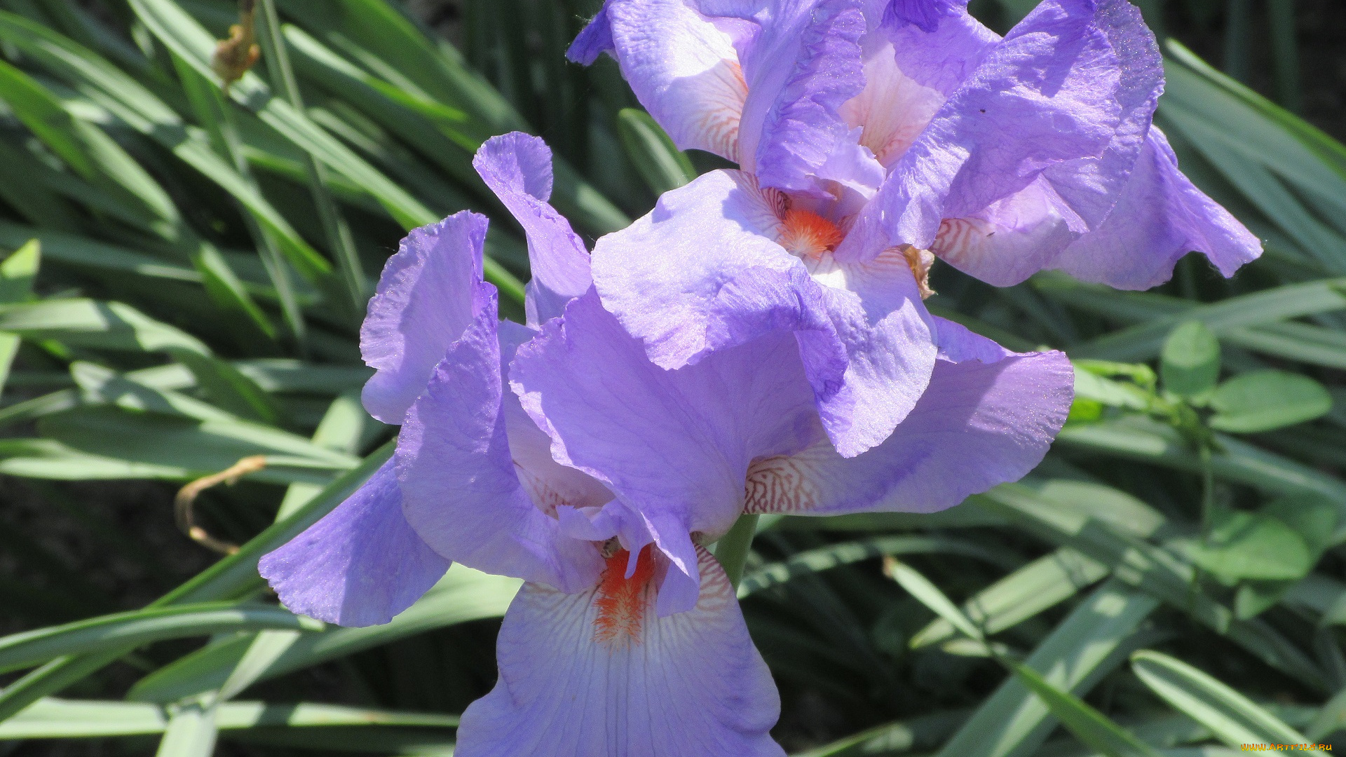 цветы, ирисы, весна, 2018