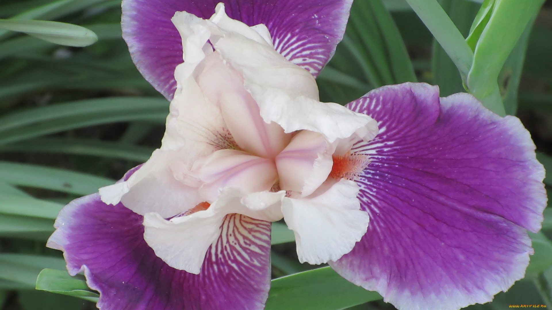 цветы, ирисы, весна, 2018