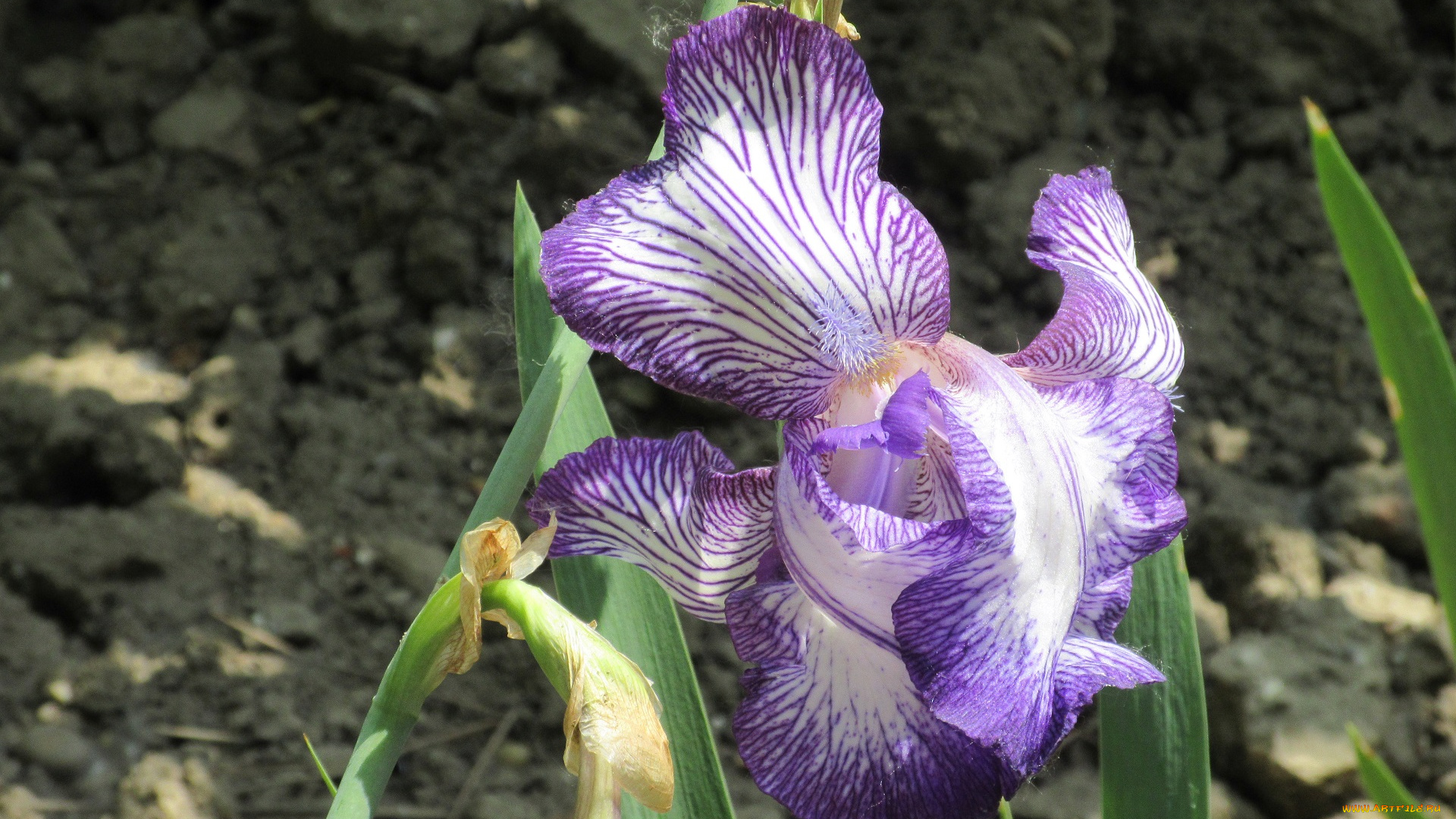 цветы, ирисы, весна, 2018