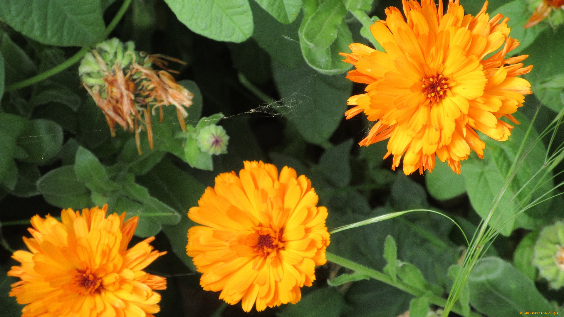 цветы, календула, весна, 2018