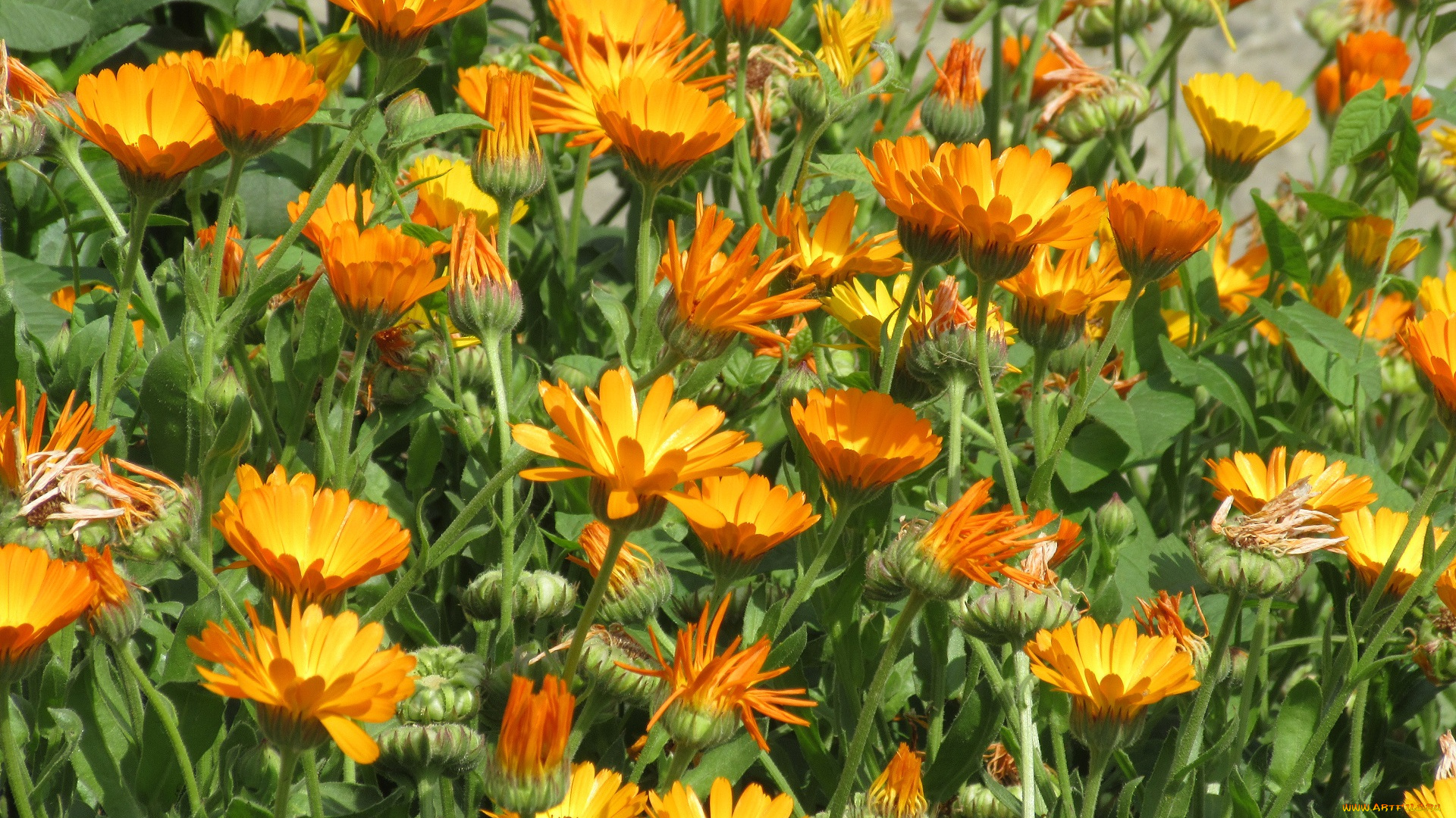 цветы, календула, весна, 2018