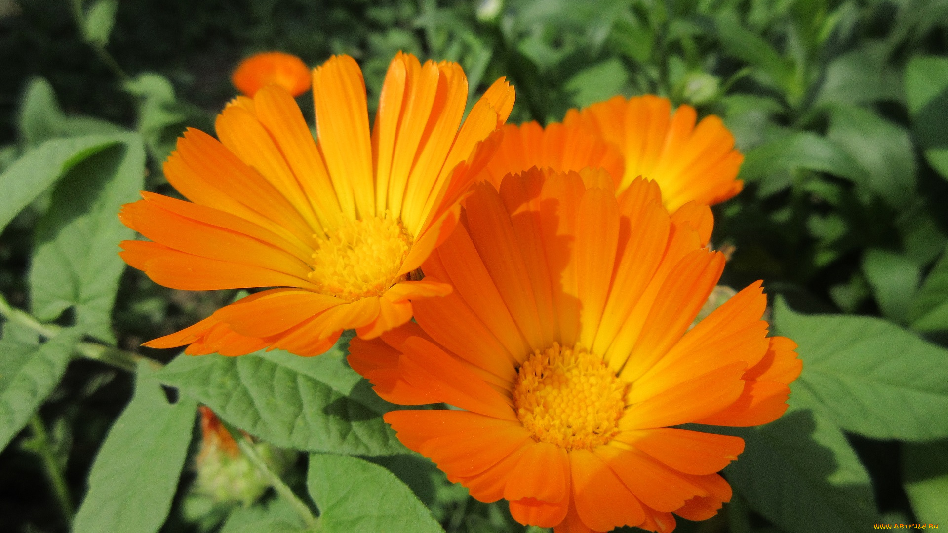 цветы, календула, весна, 2018