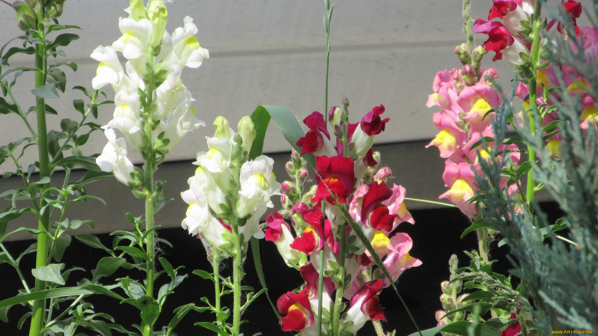 цветы, львиный, зев, весна, 2018