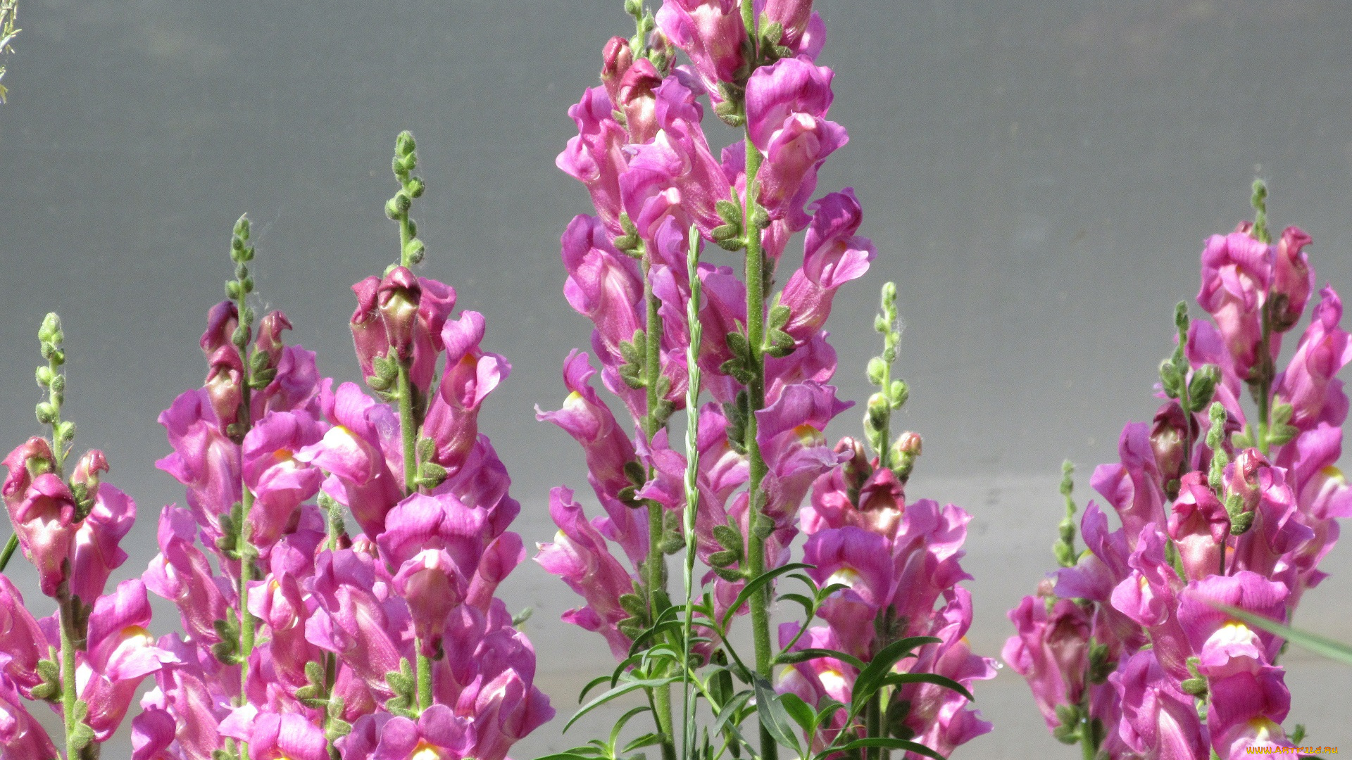 цветы, львиный, зев, весна, 2018