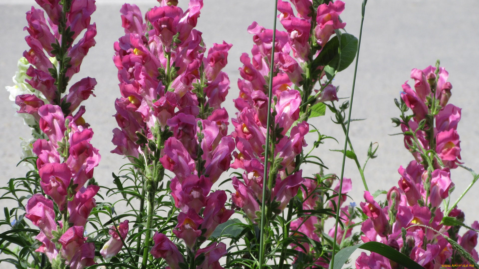 цветы, львиный, зев, весна, 2018