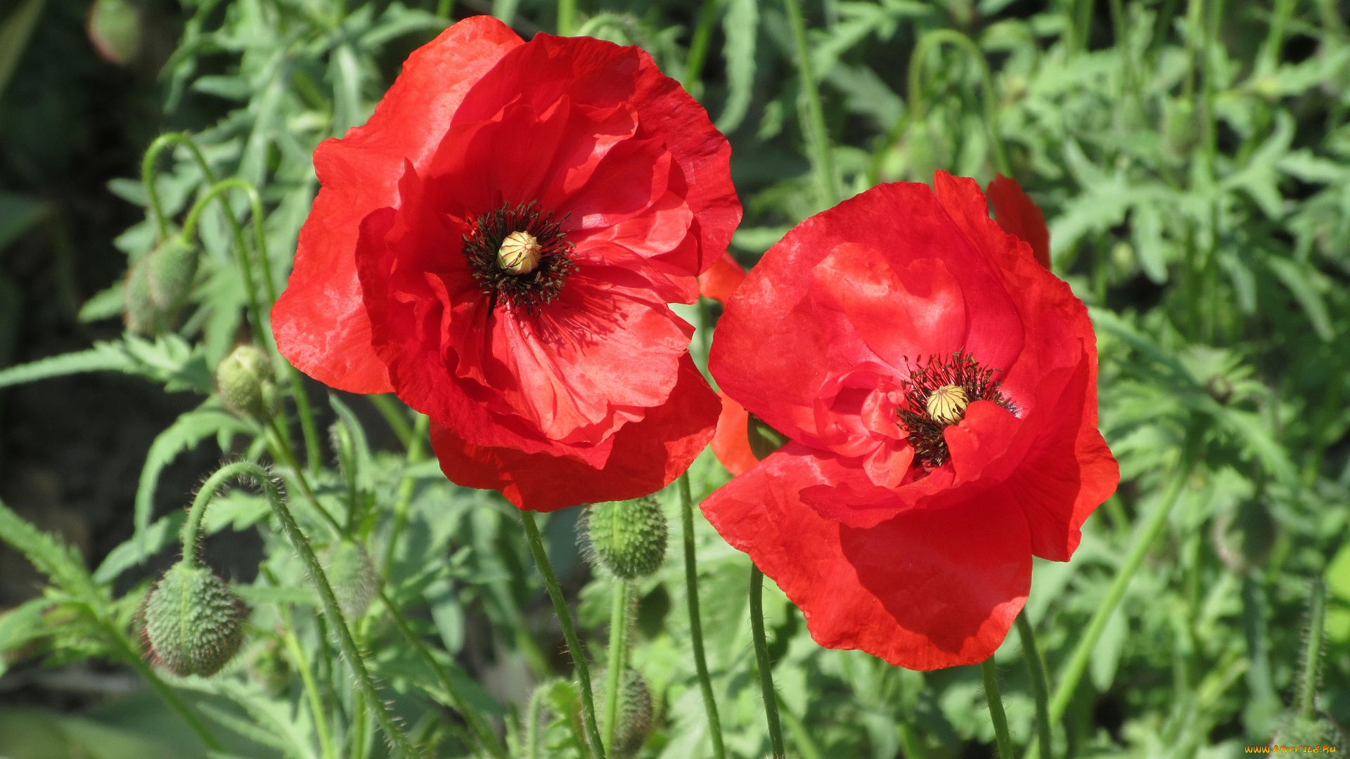 цветы, маки, весна, 2018