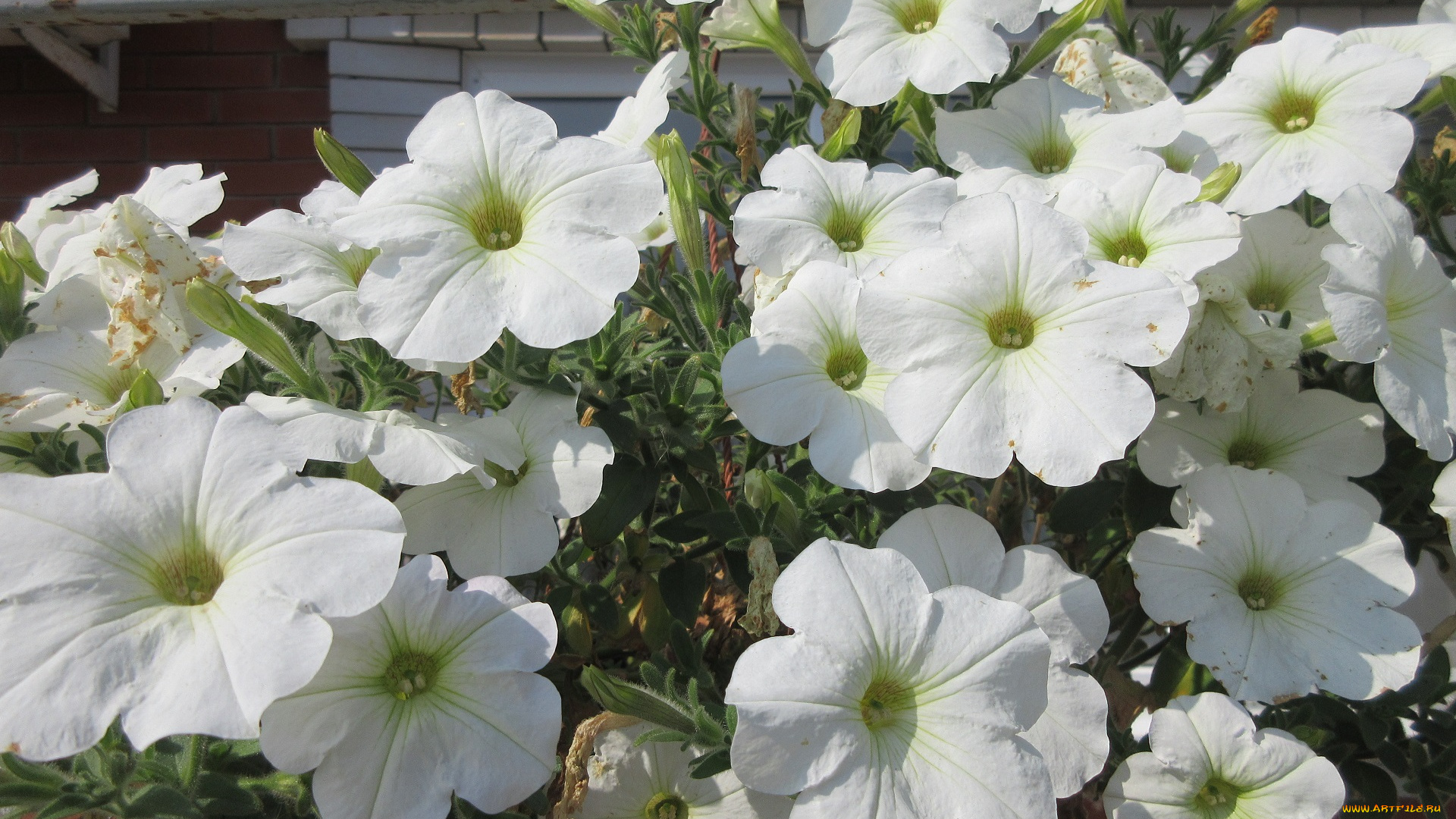 цветы, петунии, , калибрахоа, весна, 2018
