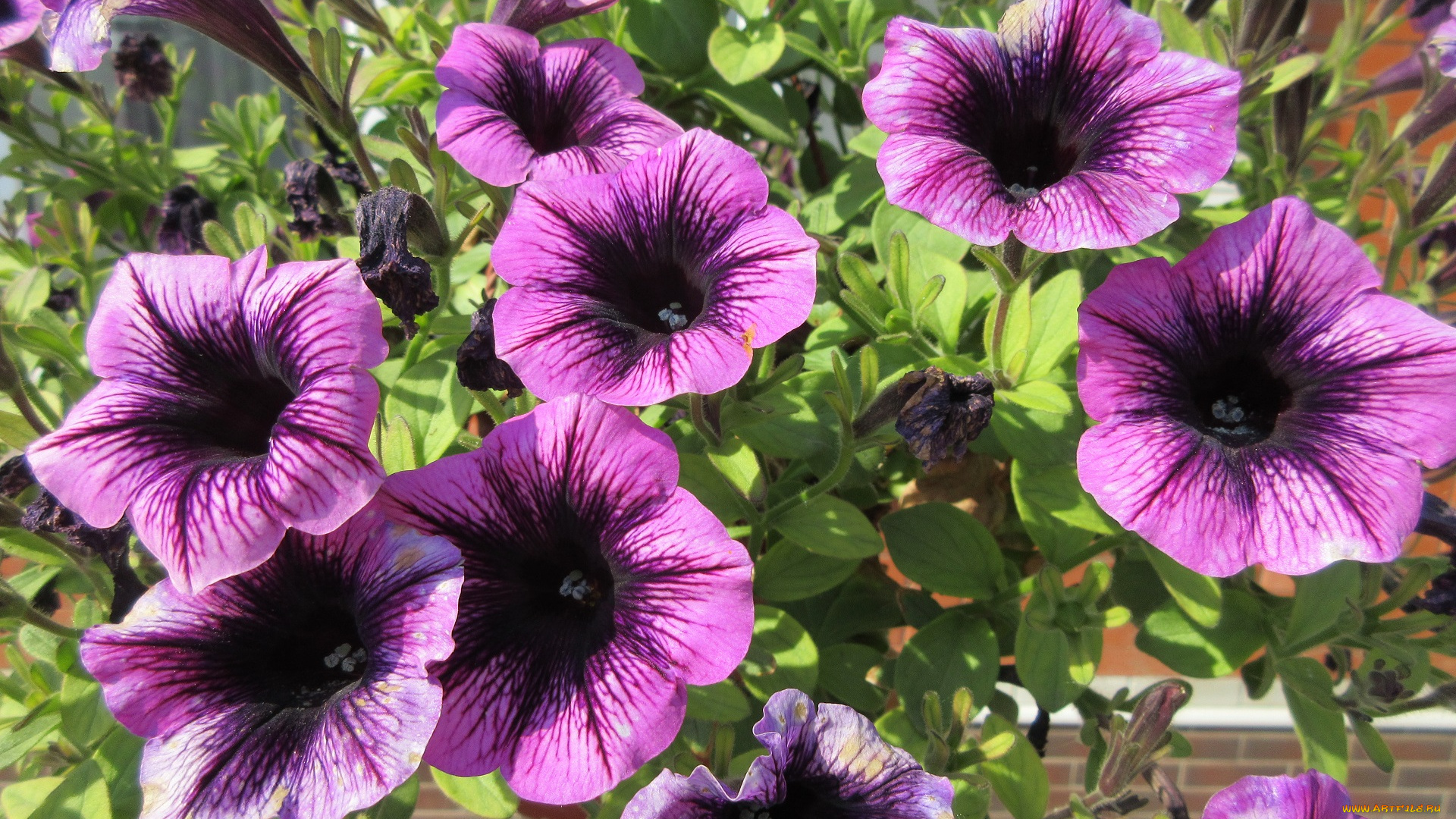 цветы, петунии, , калибрахоа, весна, 2018