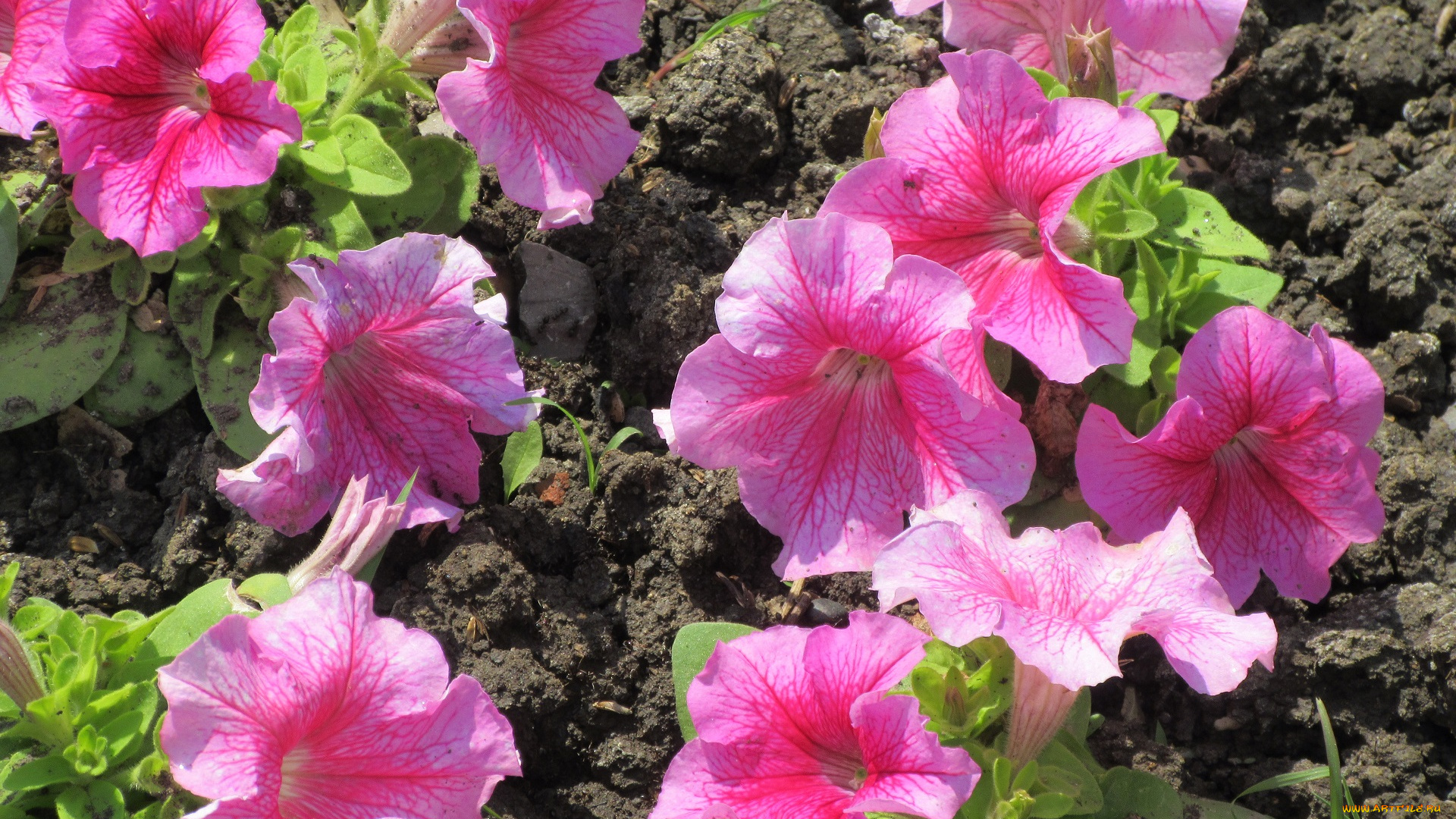 цветы, петунии, , калибрахоа, весна, 2018