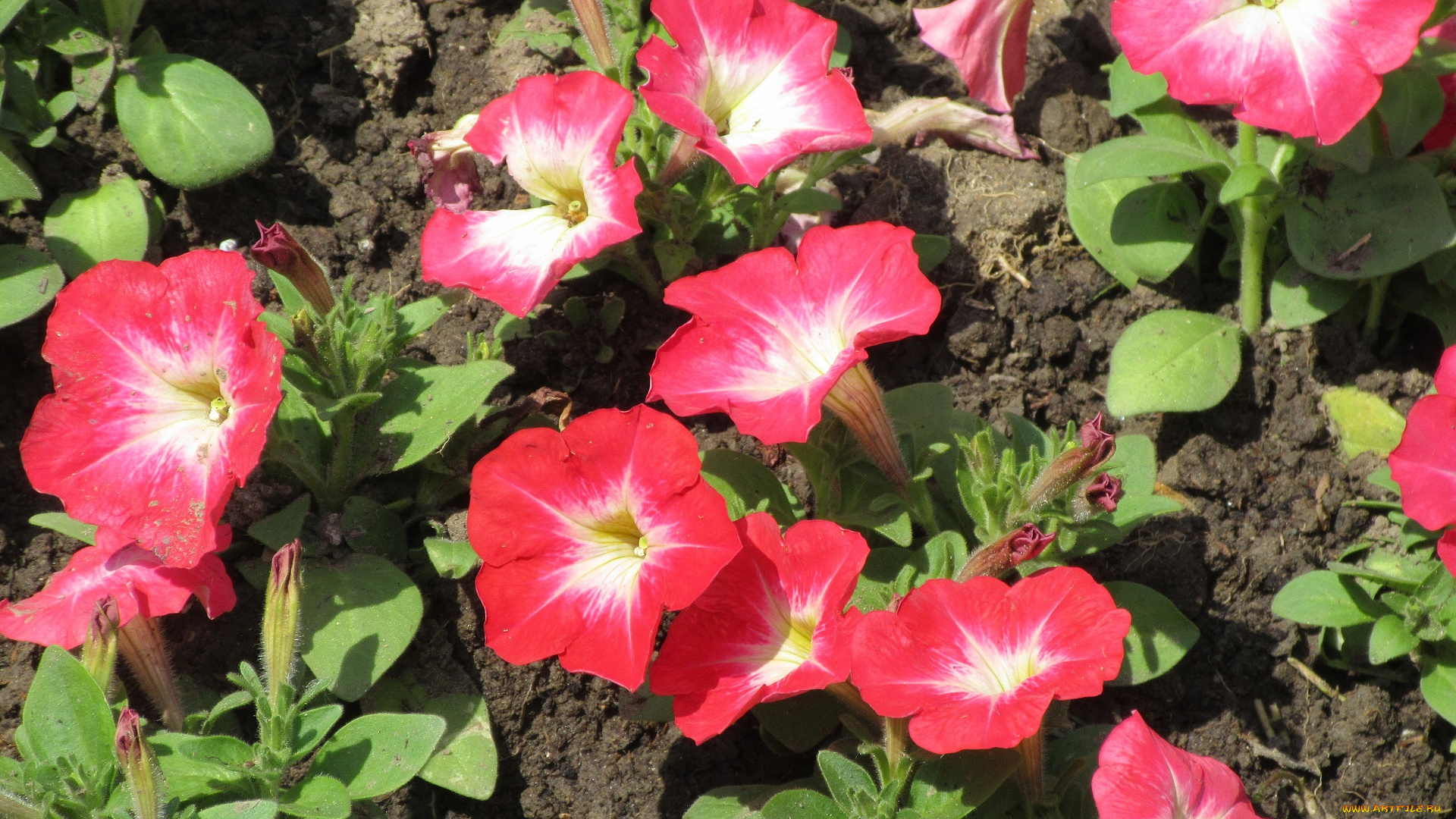 цветы, петунии, , калибрахоа, весна, 2018