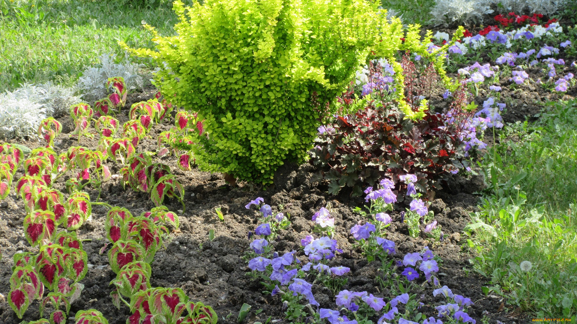 цветы, разные, вместе, весна, 2018