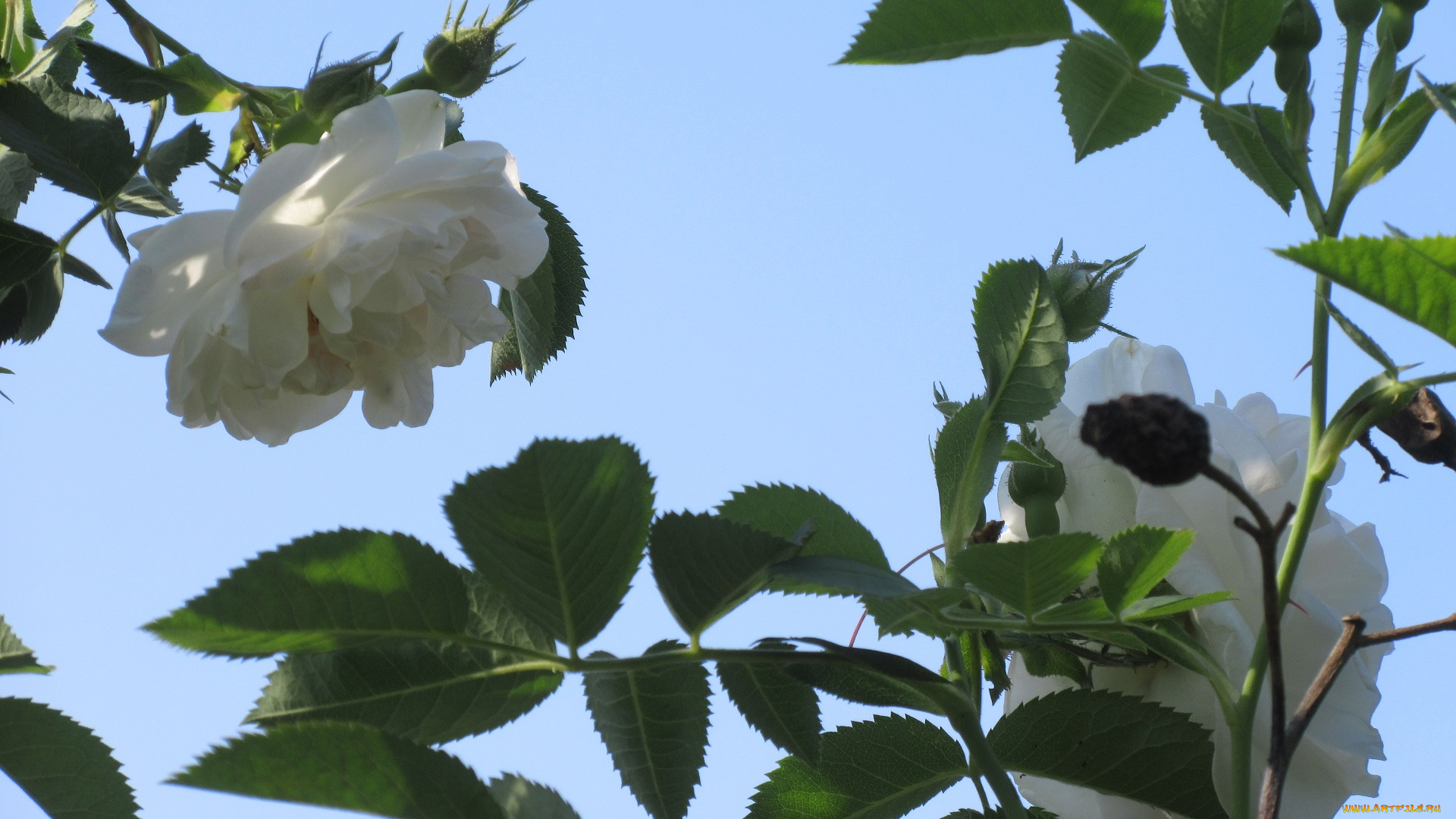 цветы, розы, весна, 2018