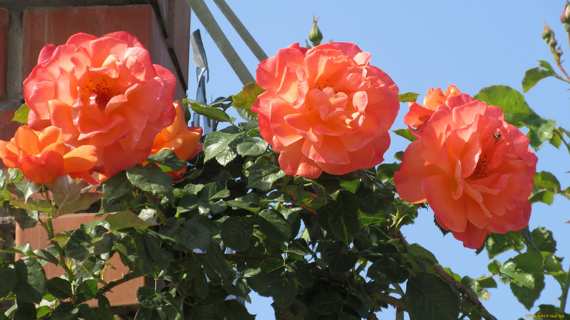 цветы, розы, весна, 2018