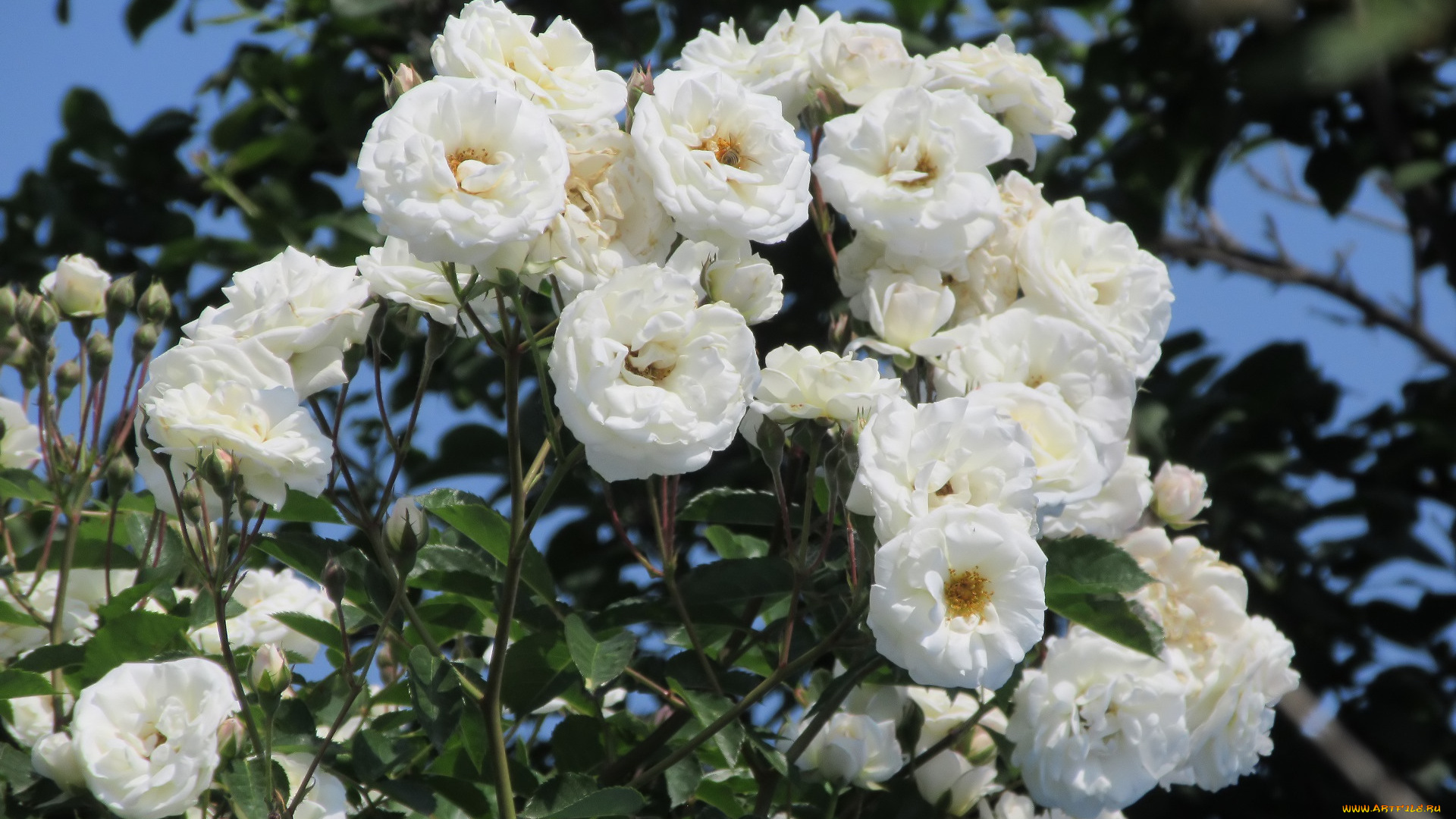 цветы, розы, весна, 2018