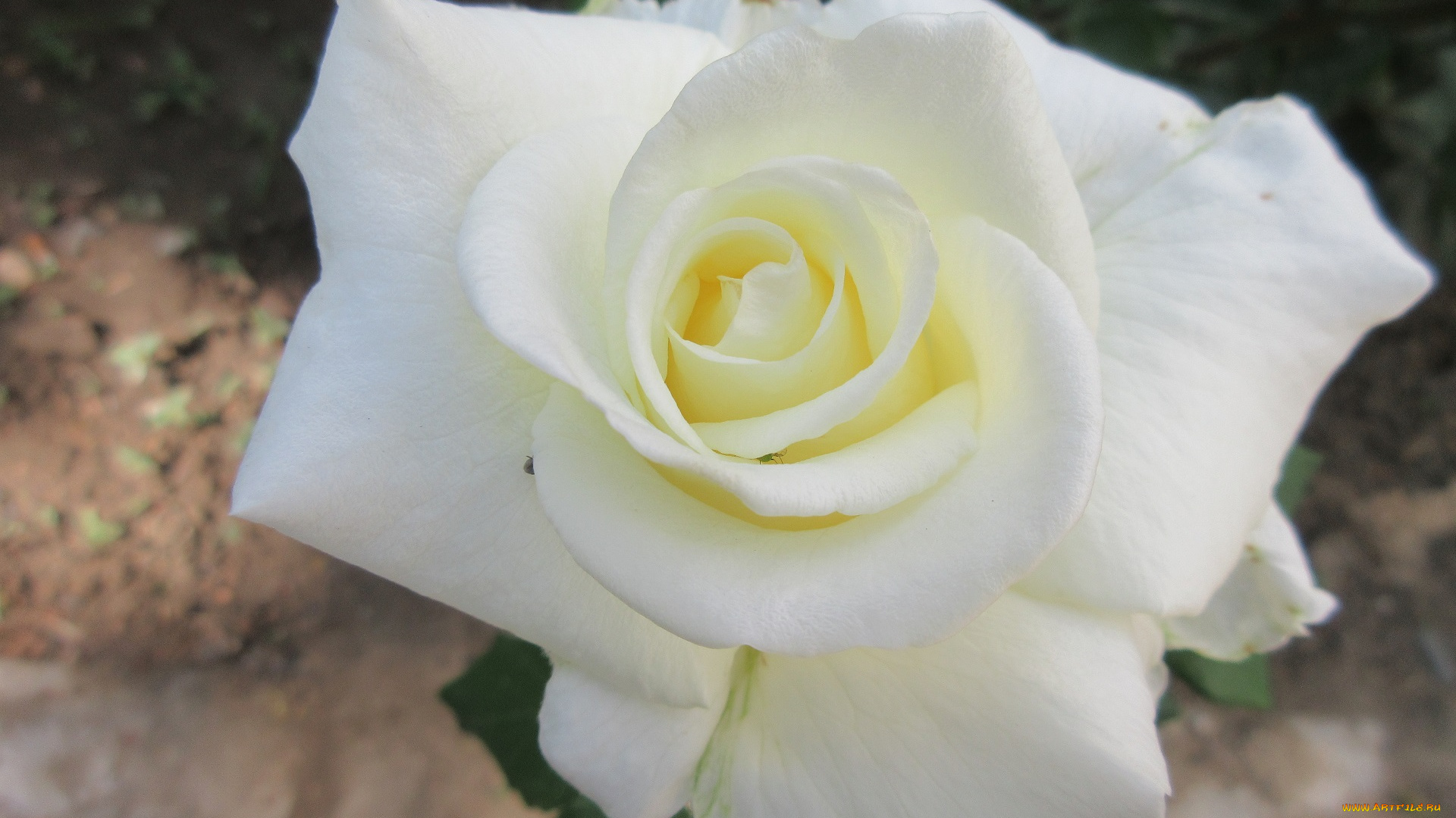 цветы, розы, весна, 2018