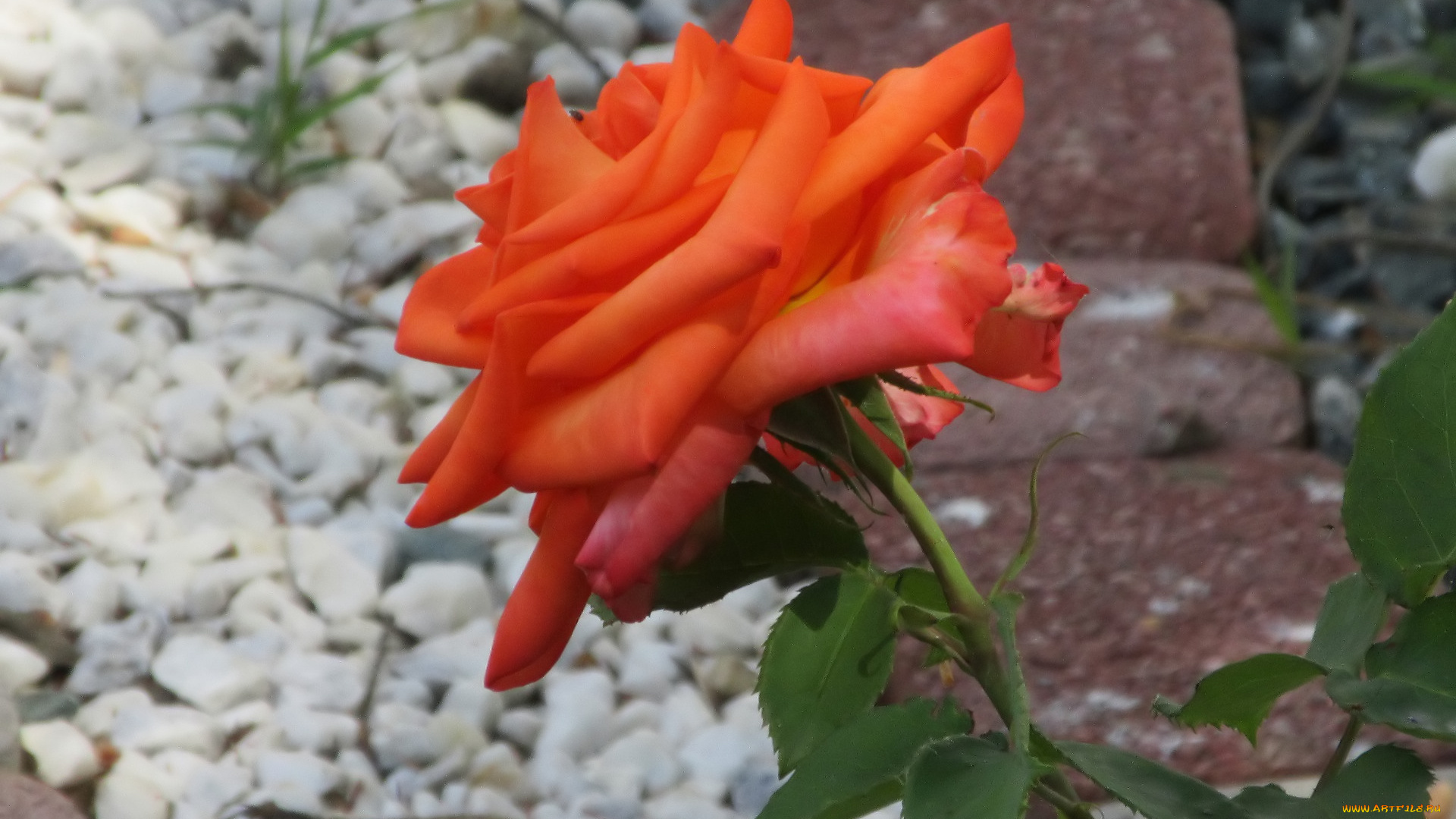 цветы, розы, весна, 2018