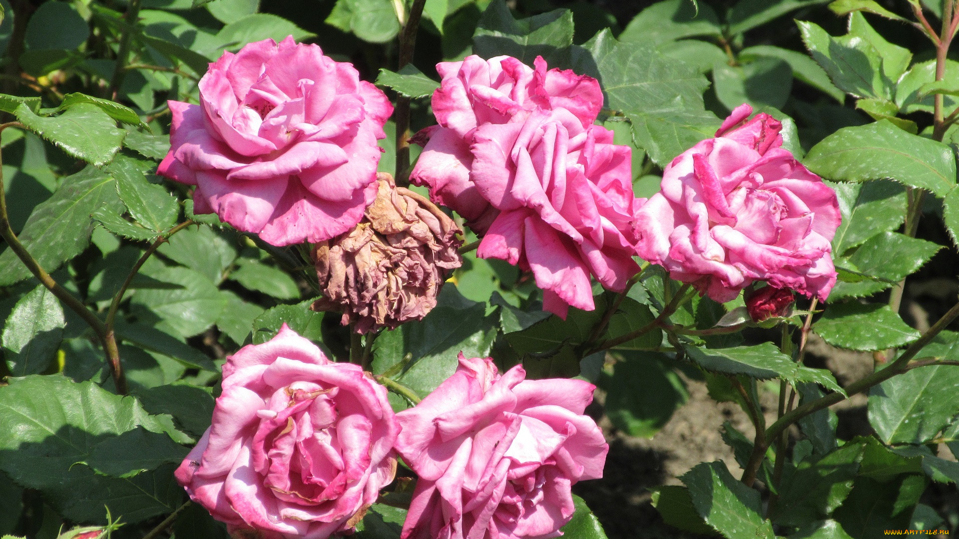 цветы, розы, весна, 2018