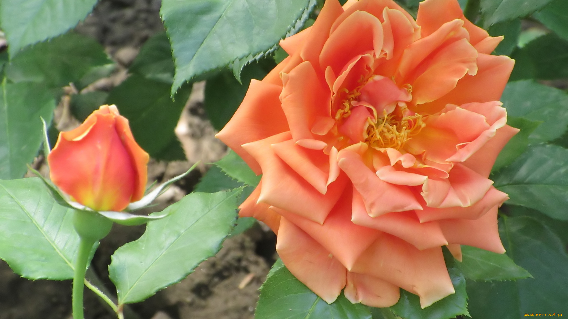 цветы, розы, весна, 2018