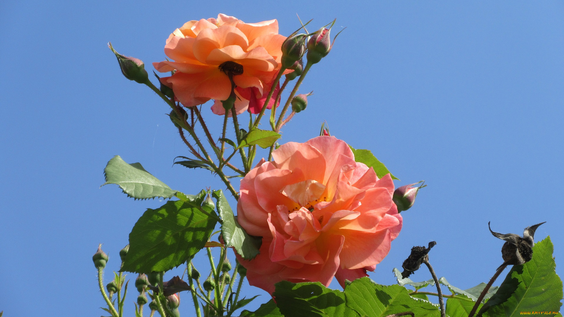 цветы, розы, весна, 2018