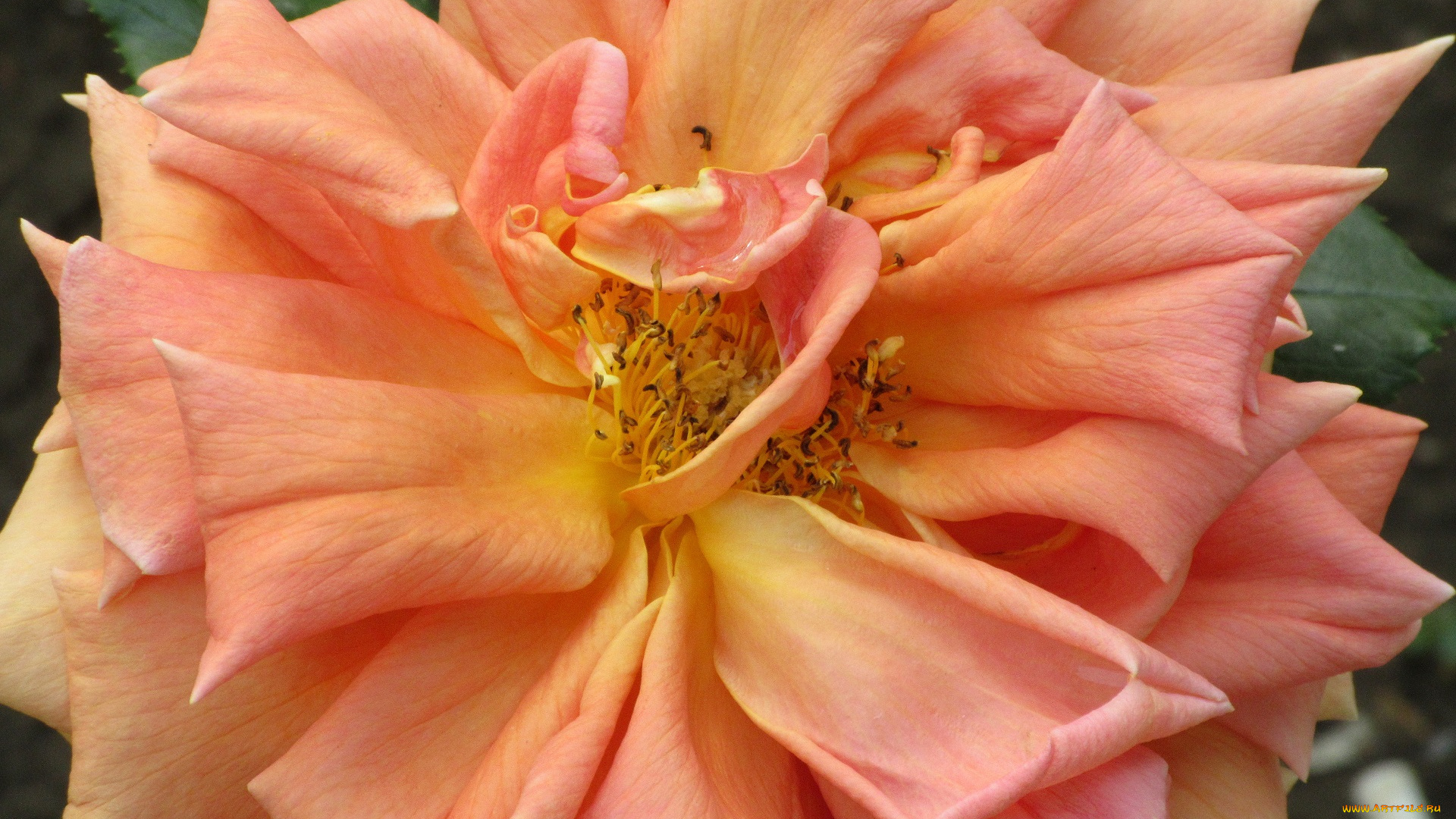 цветы, розы, весна, 2018