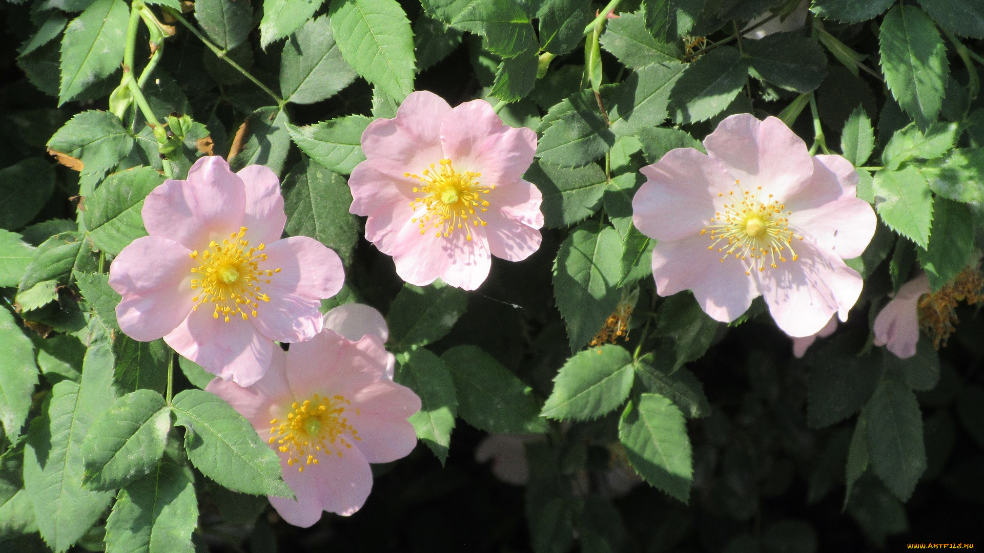 цветы, шиповник, весна, 2018