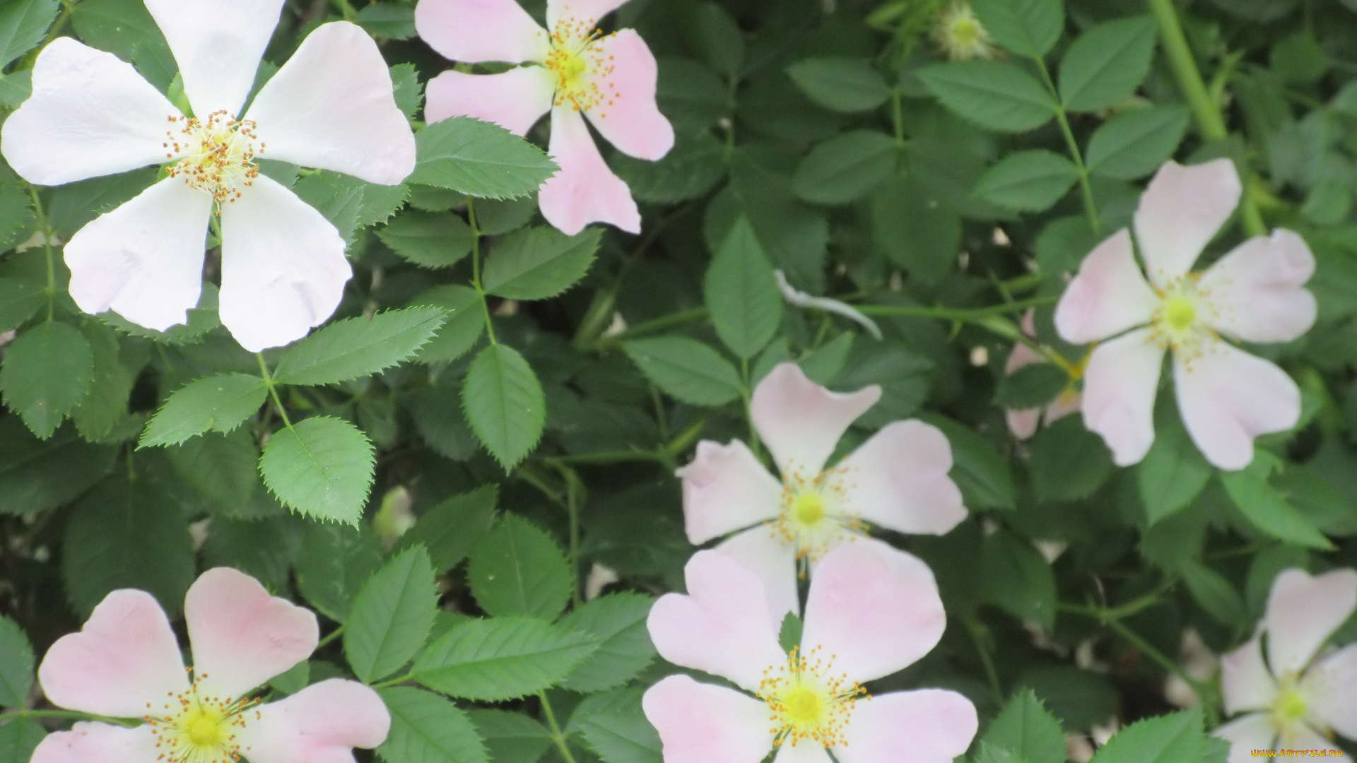 цветы, шиповник, весна, 2018