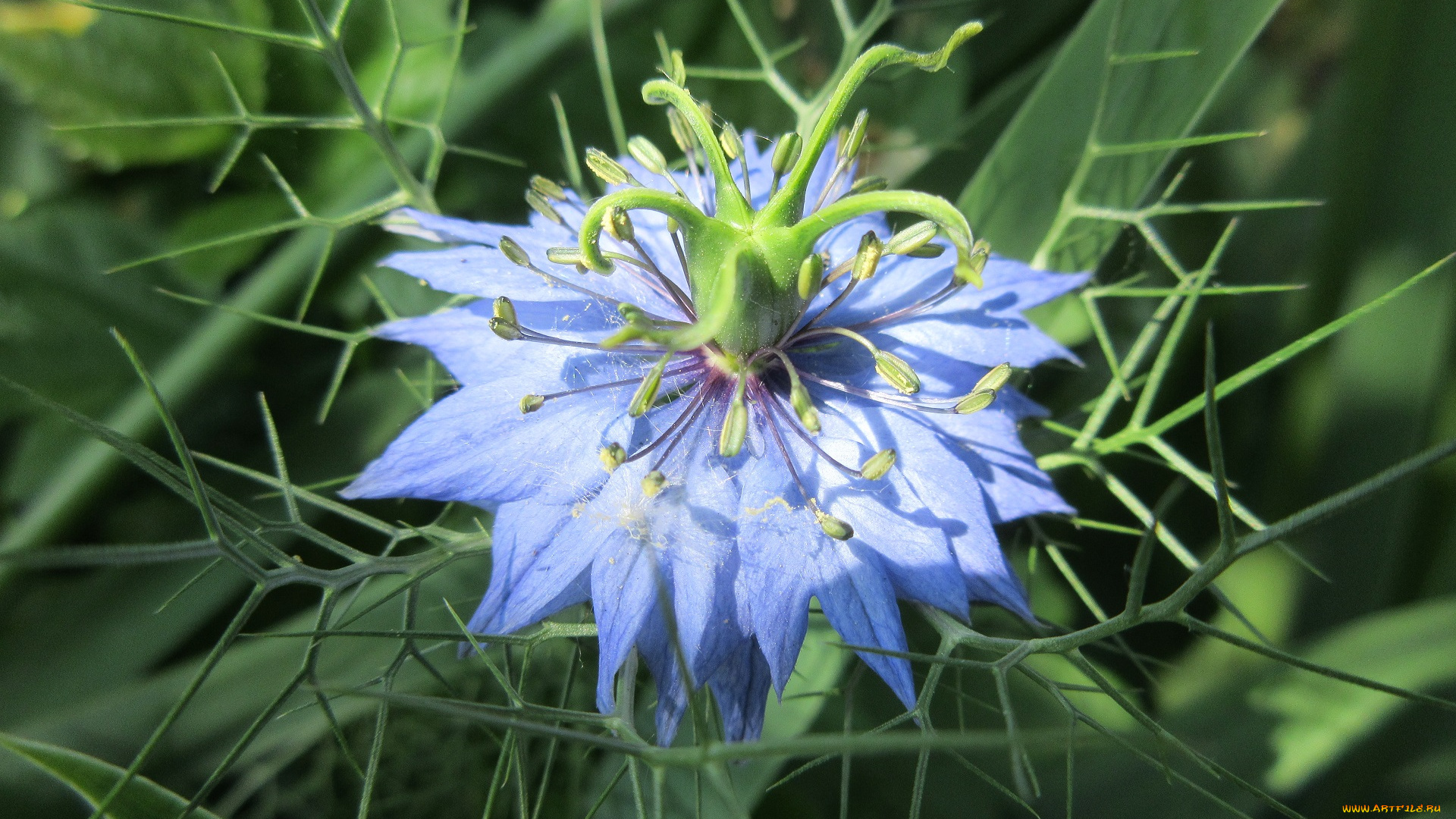 цветы, весна, 2018