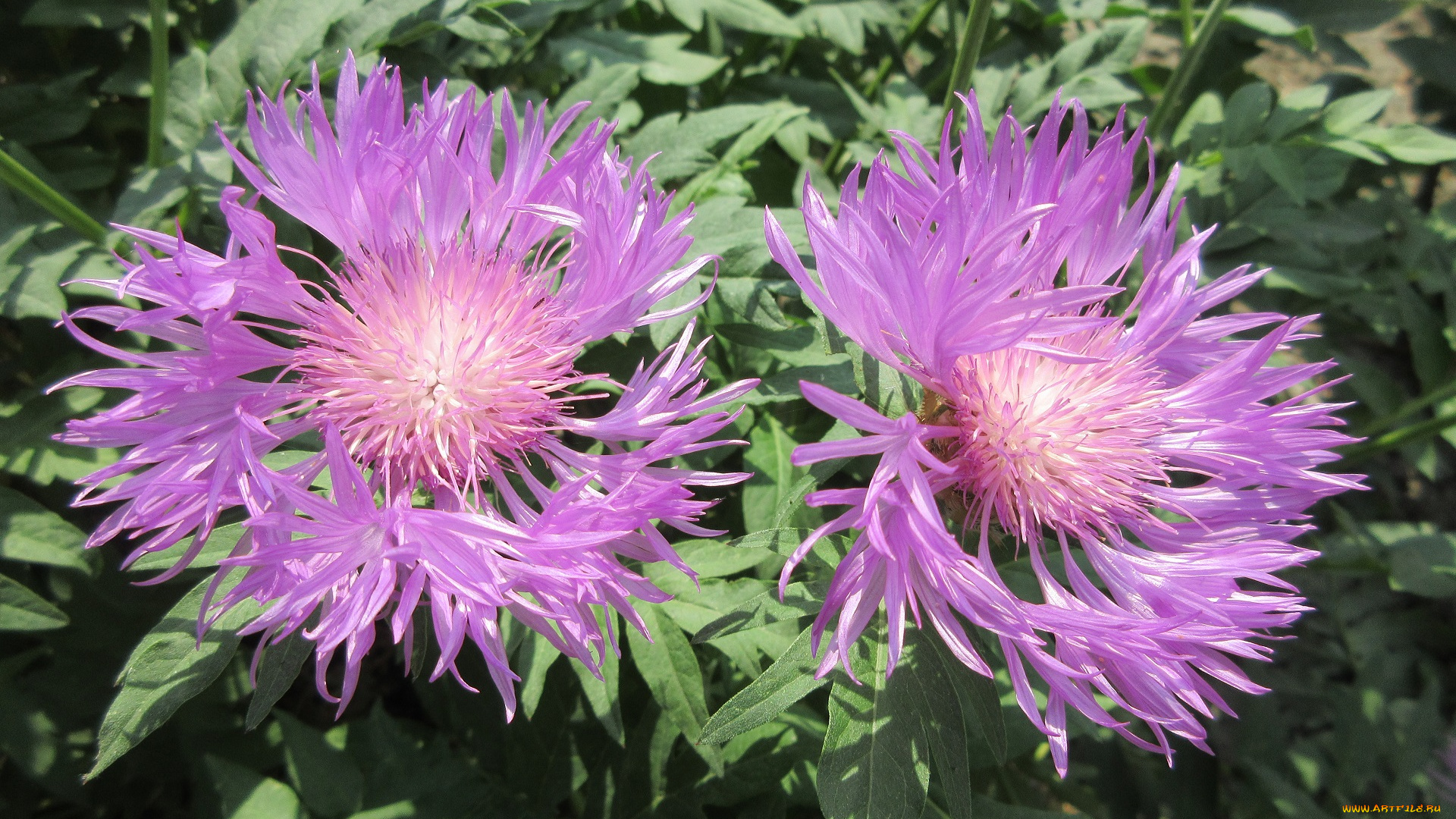 цветы, весна, 2018