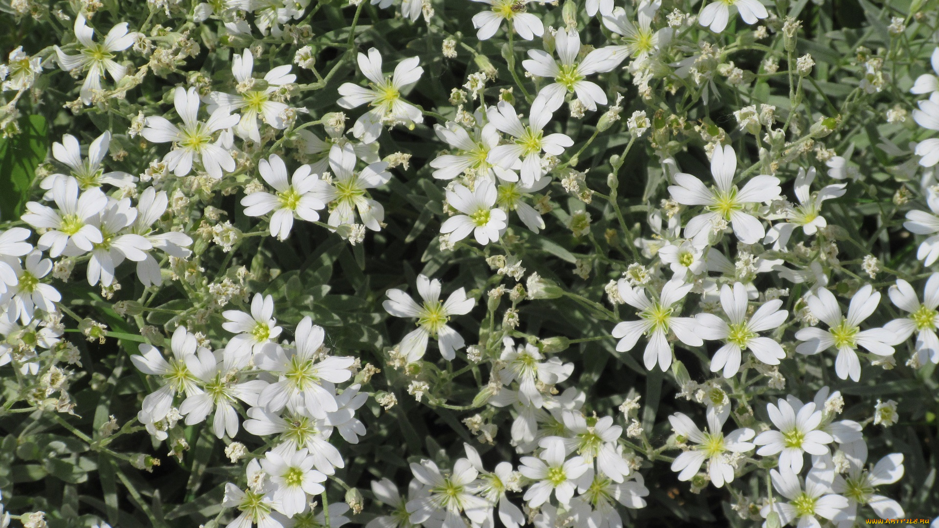 цветы, весна, 2018