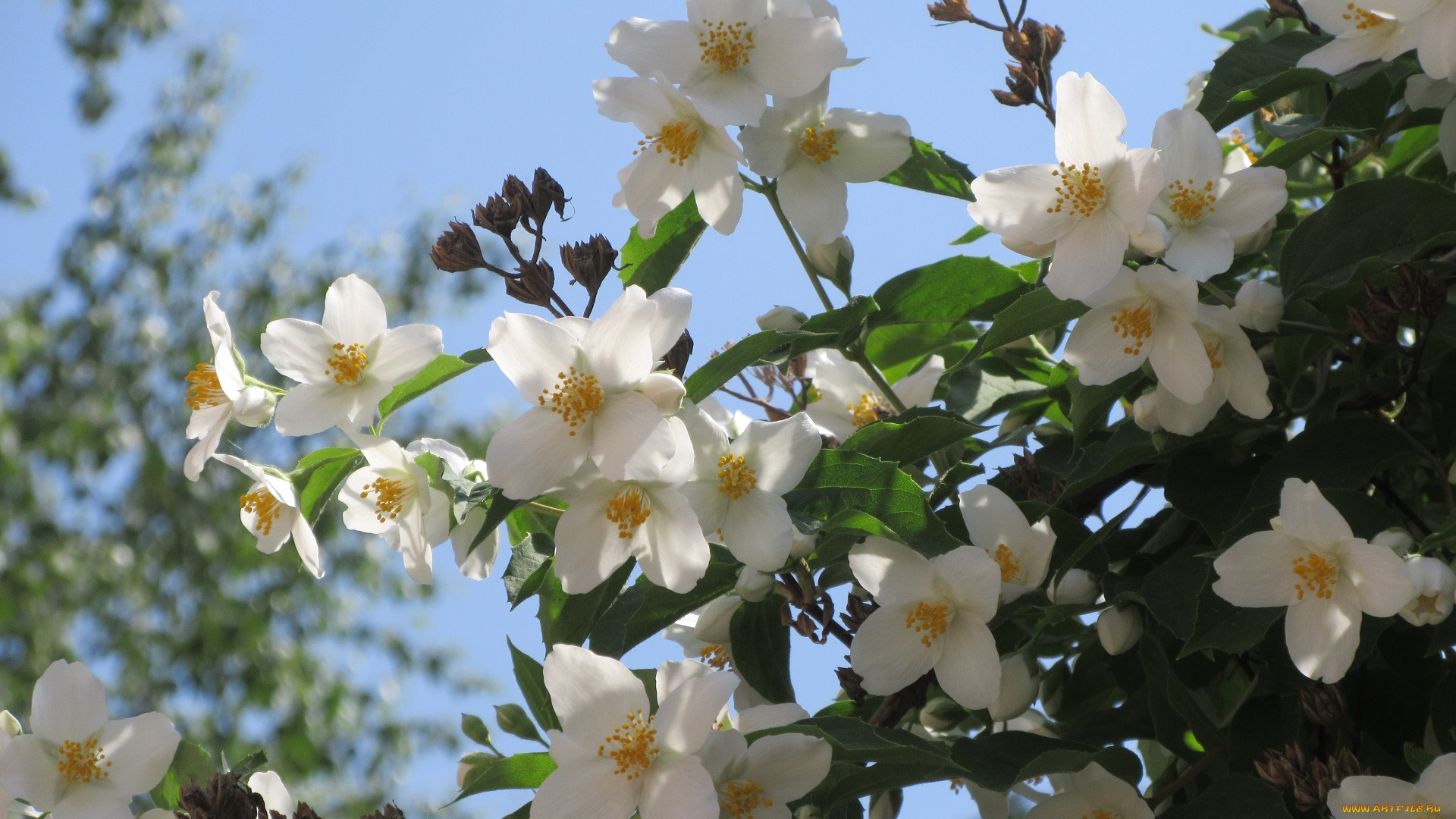 цветы, жасмин, весна, 2018