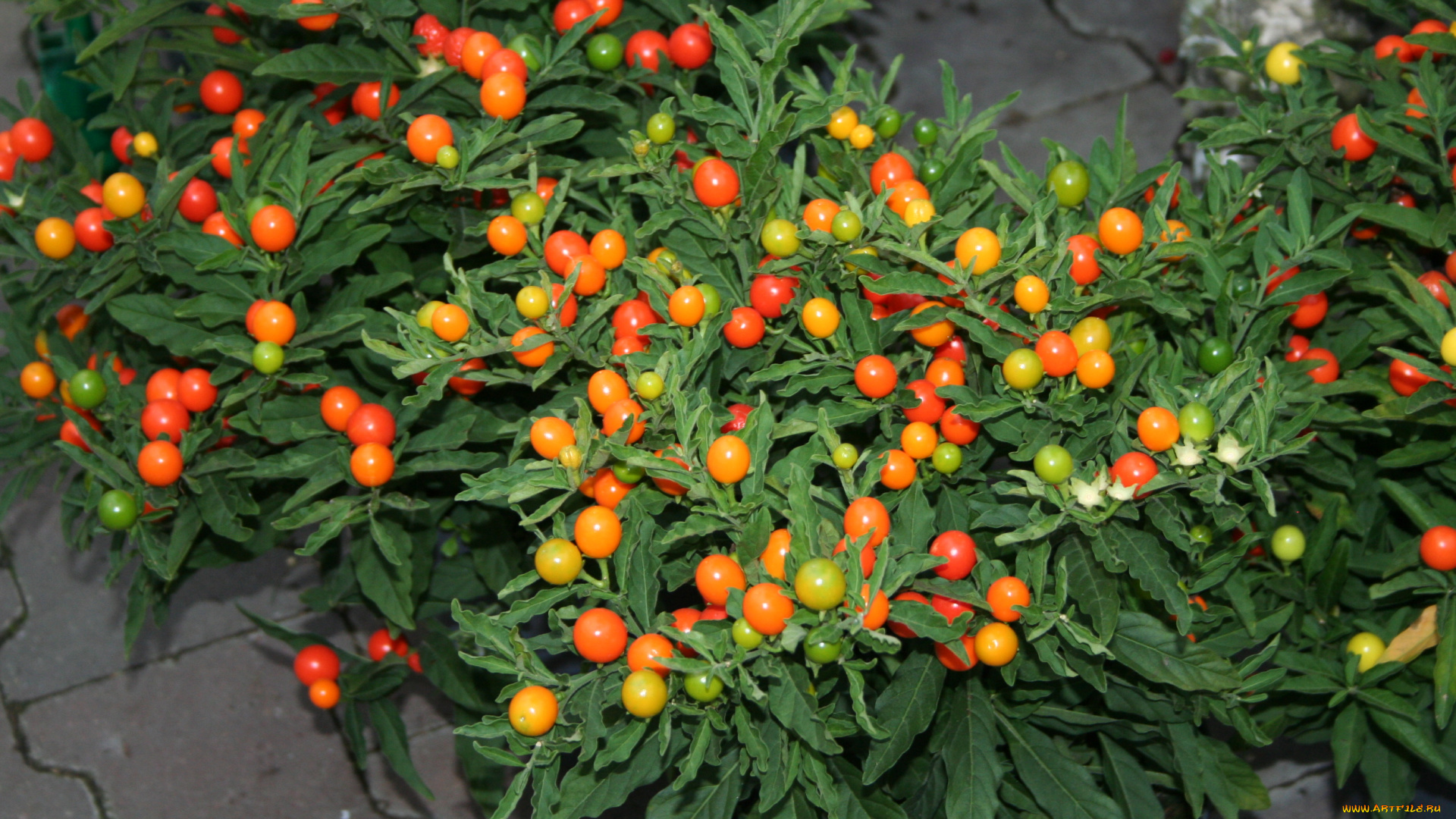 природа, плоды, помидоры