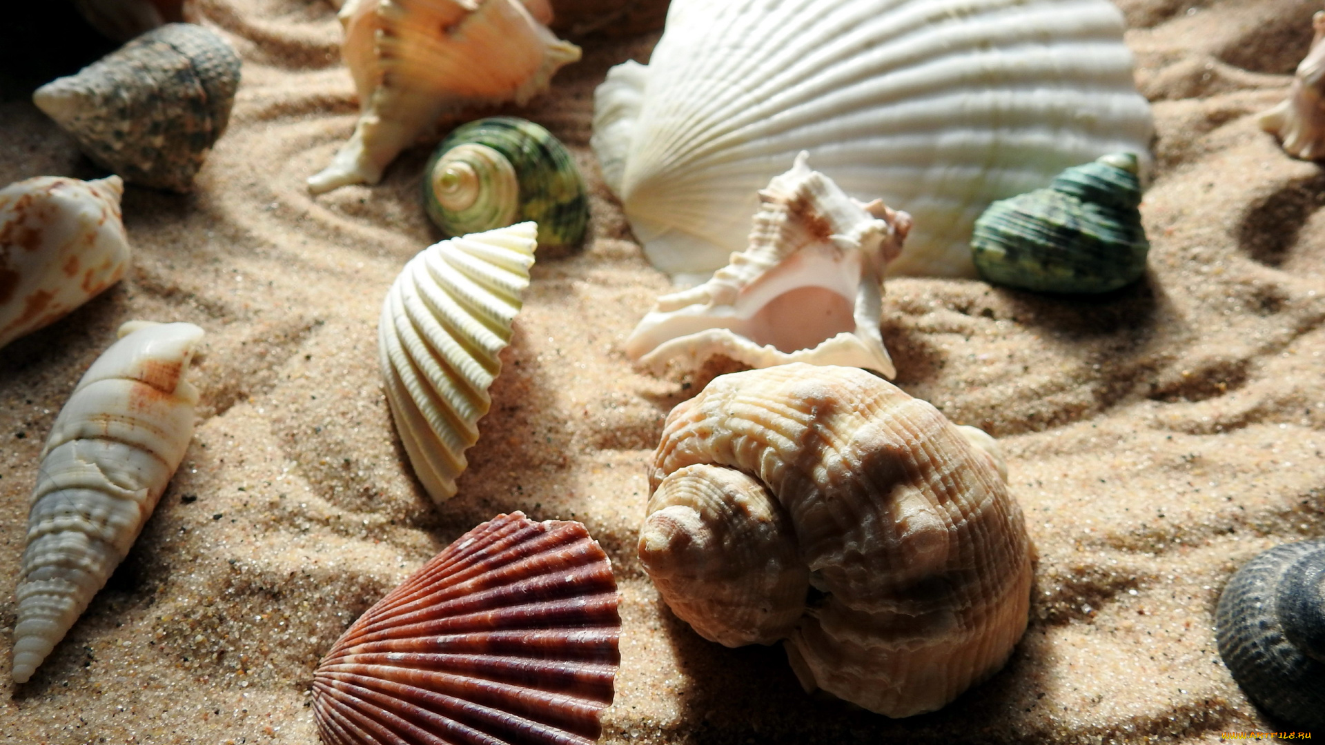 разное, ракушки, , кораллы, , декоративные, и, spa-камни