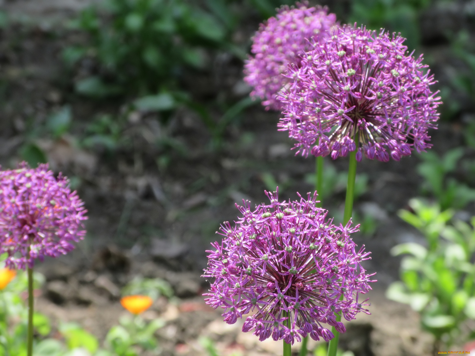 цветы, аллиум, , декоративный, лук, весна, 2018