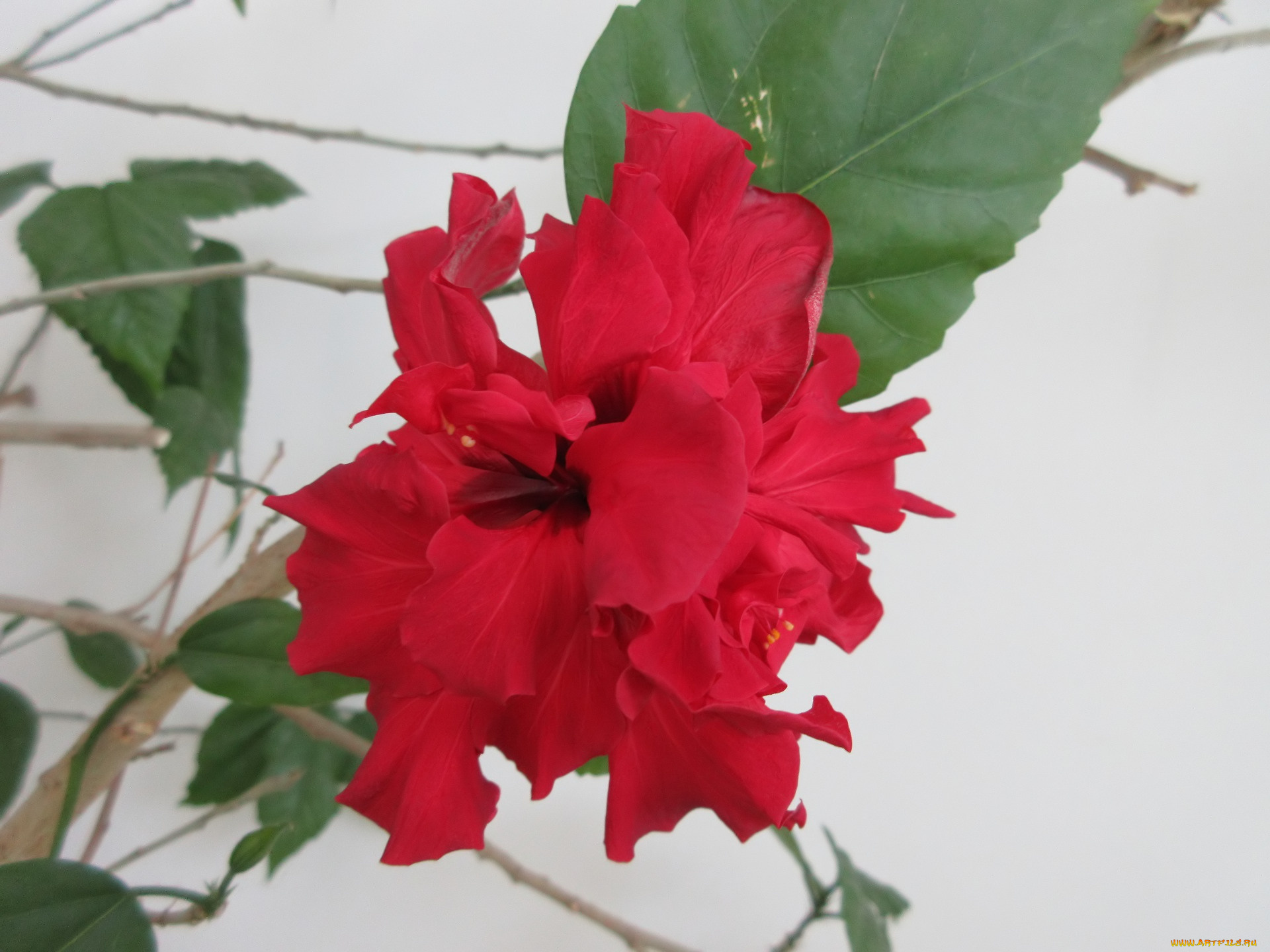 цветы, гибискусы, весна, 2018