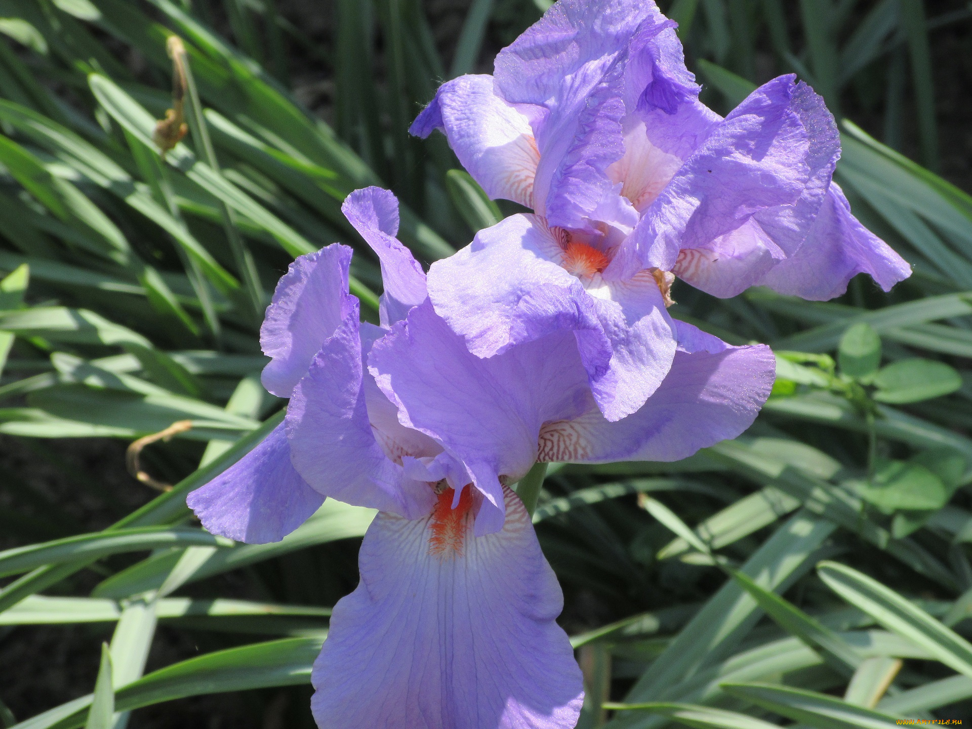 цветы, ирисы, весна, 2018