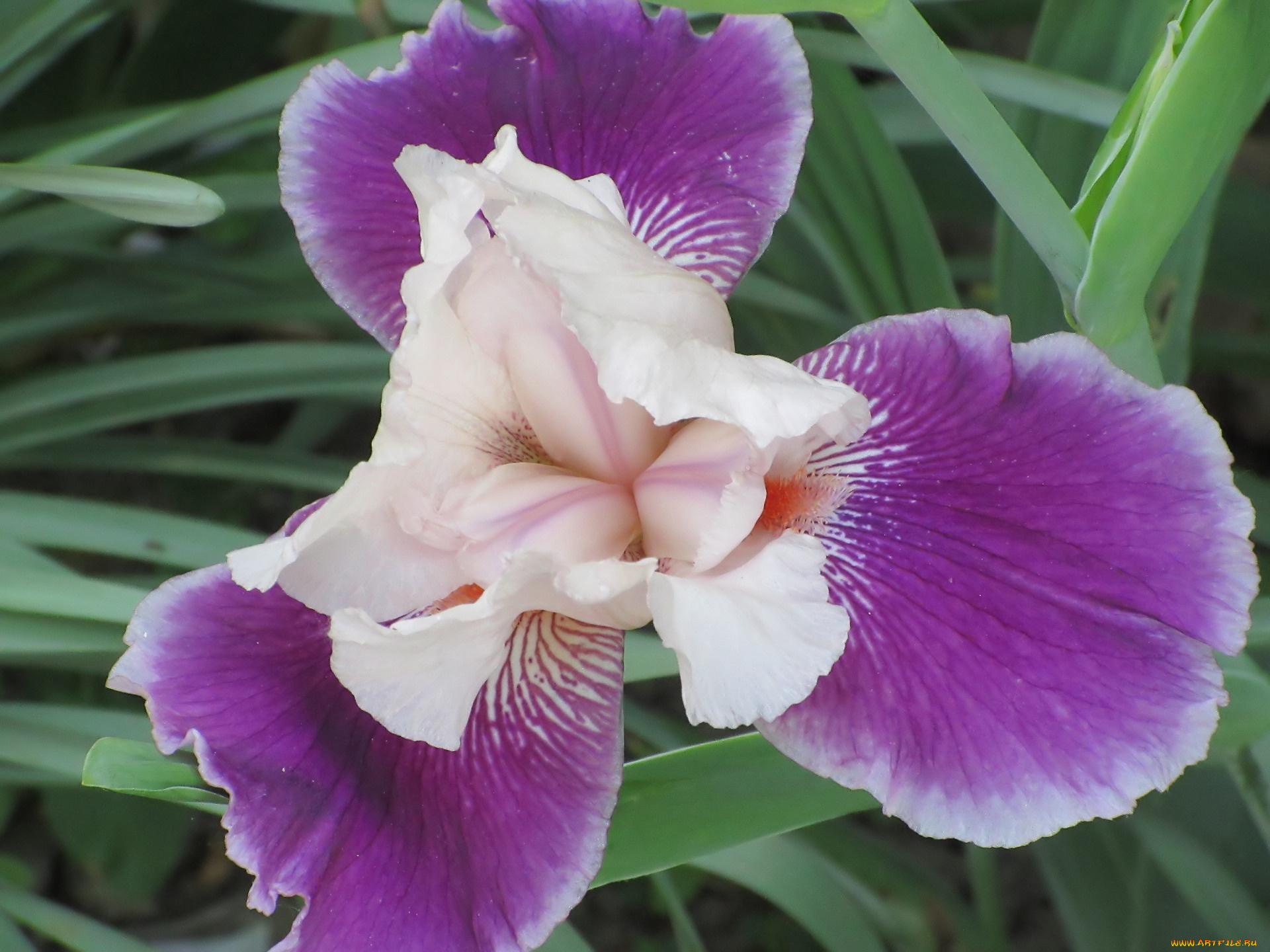 цветы, ирисы, весна, 2018