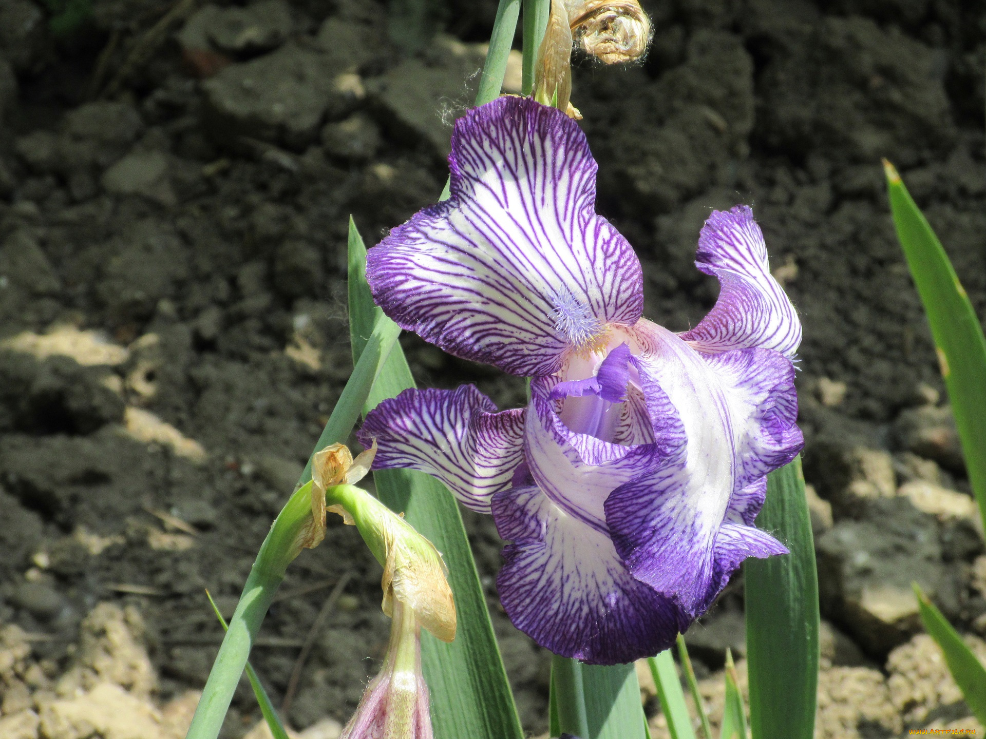 цветы, ирисы, весна, 2018