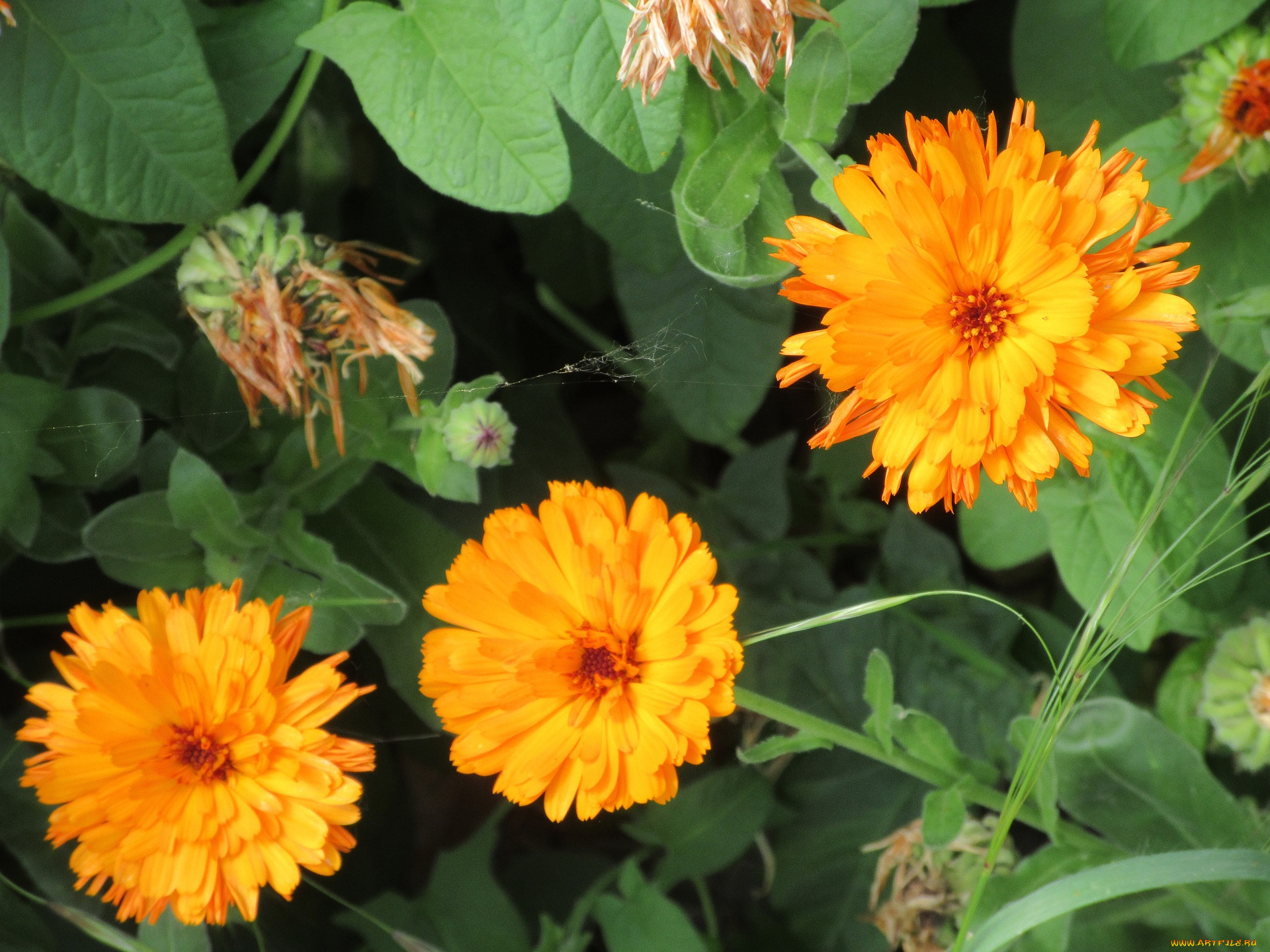 цветы, календула, весна, 2018