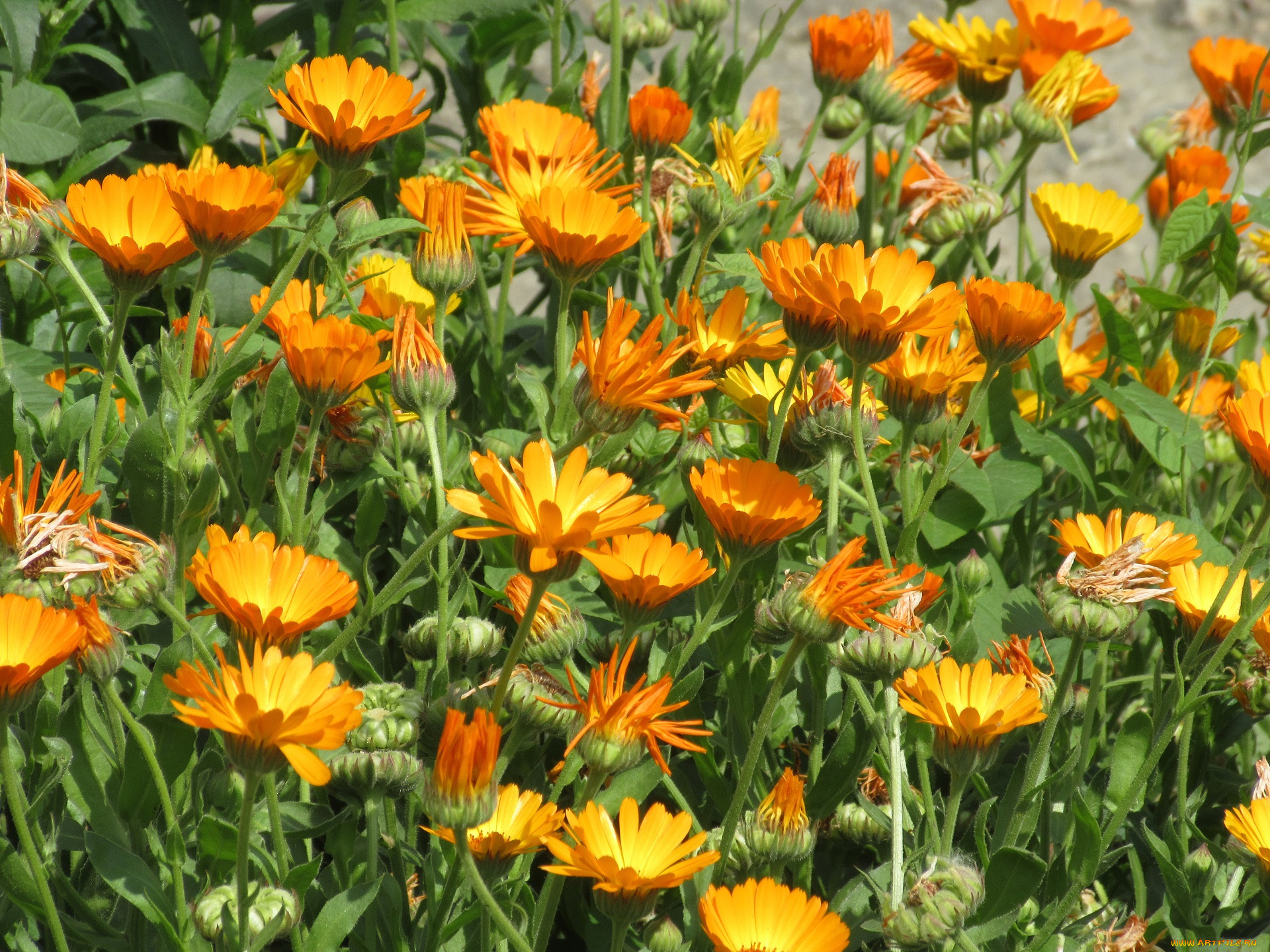 цветы, календула, весна, 2018