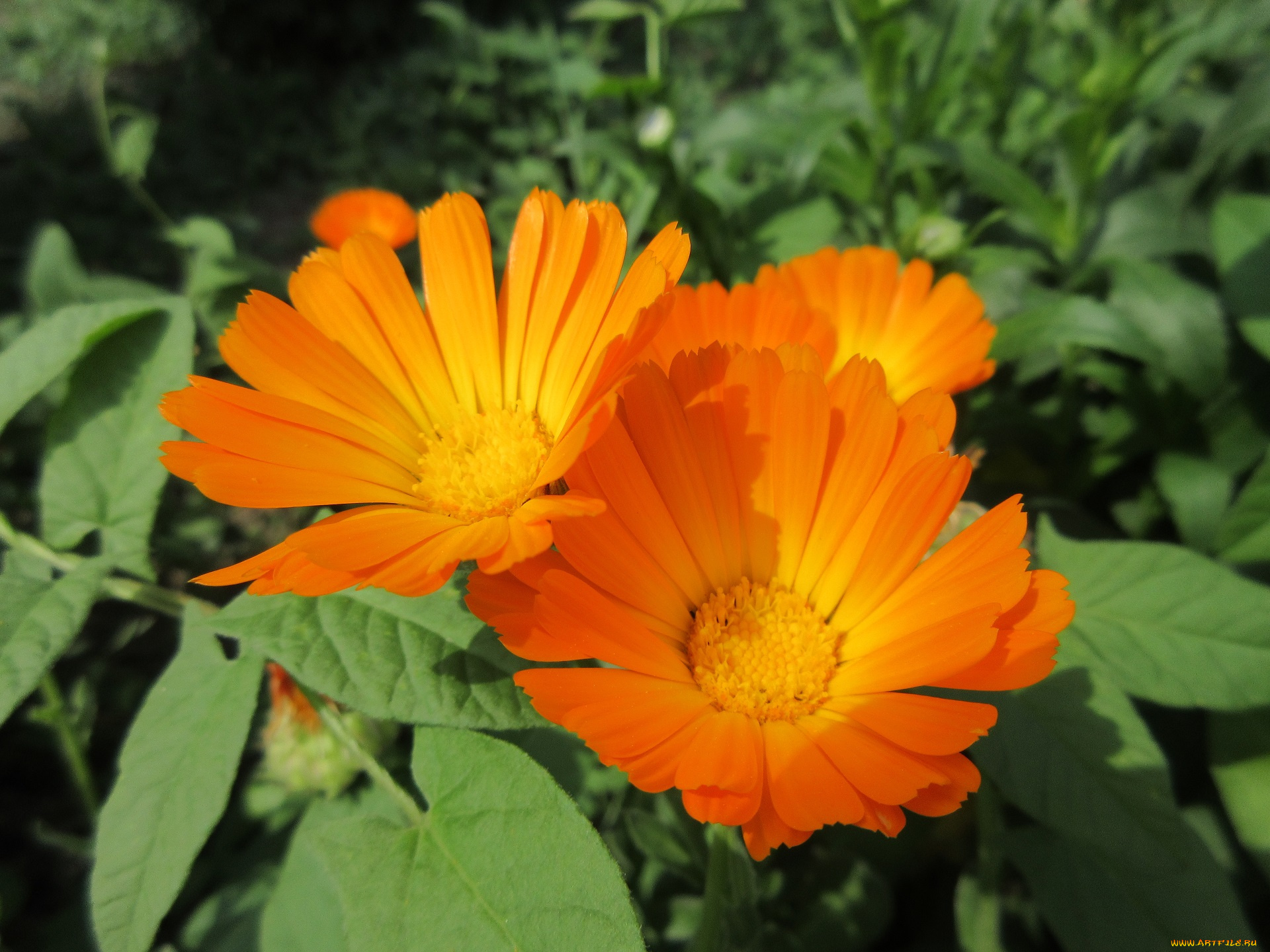 цветы, календула, весна, 2018