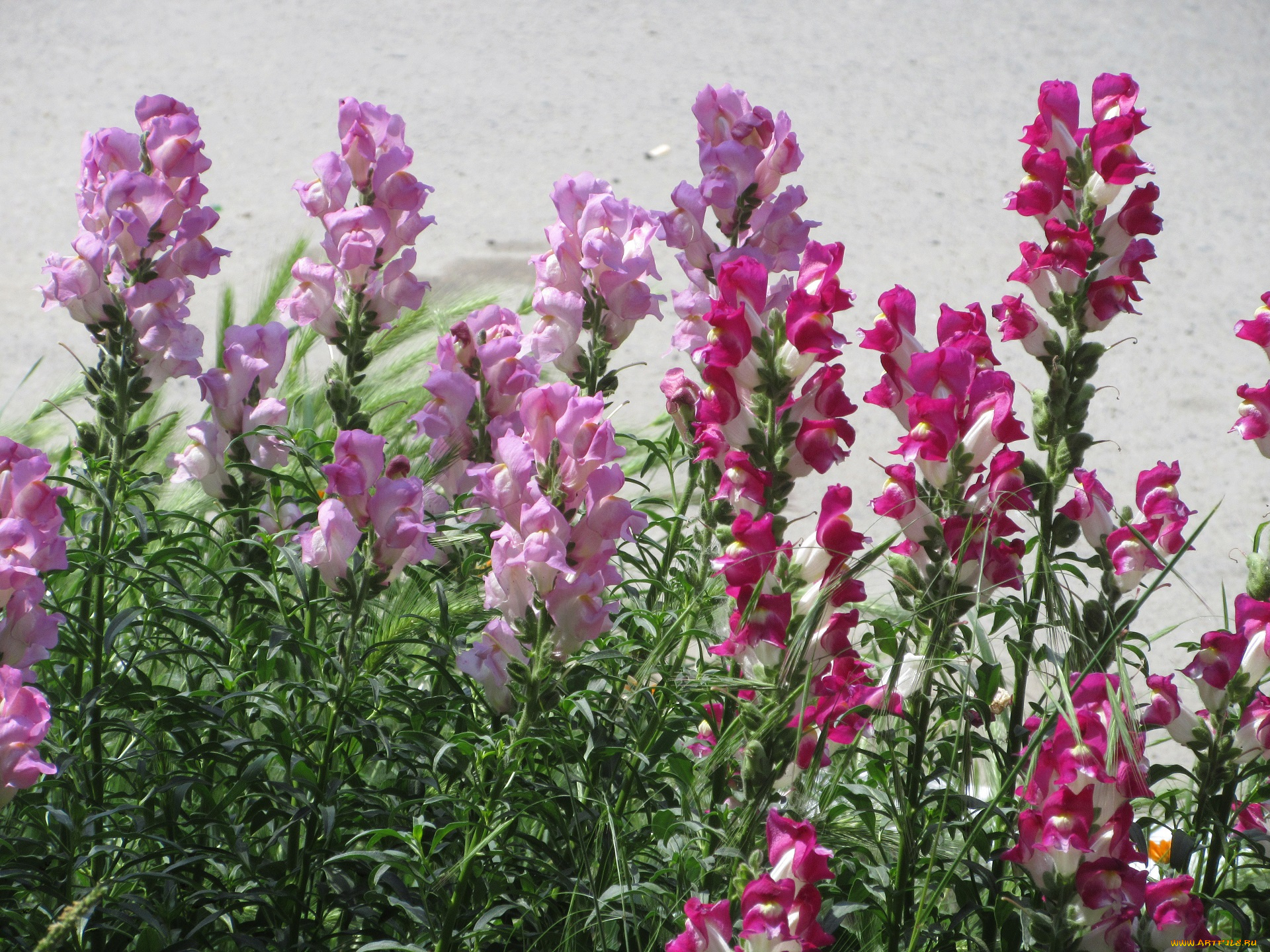 цветы, львиный, зев, весна, 2018